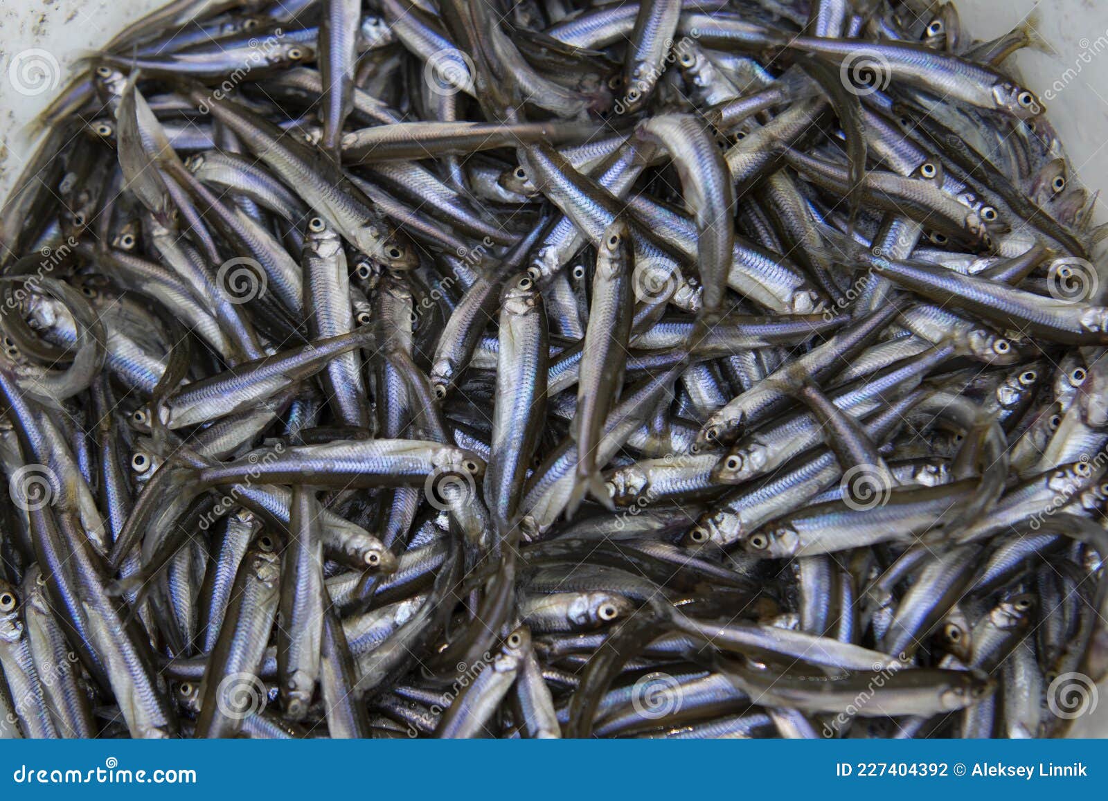 Small Smelt Fish in a Bucket Stock Photo - Image of nature, berries:  227404392