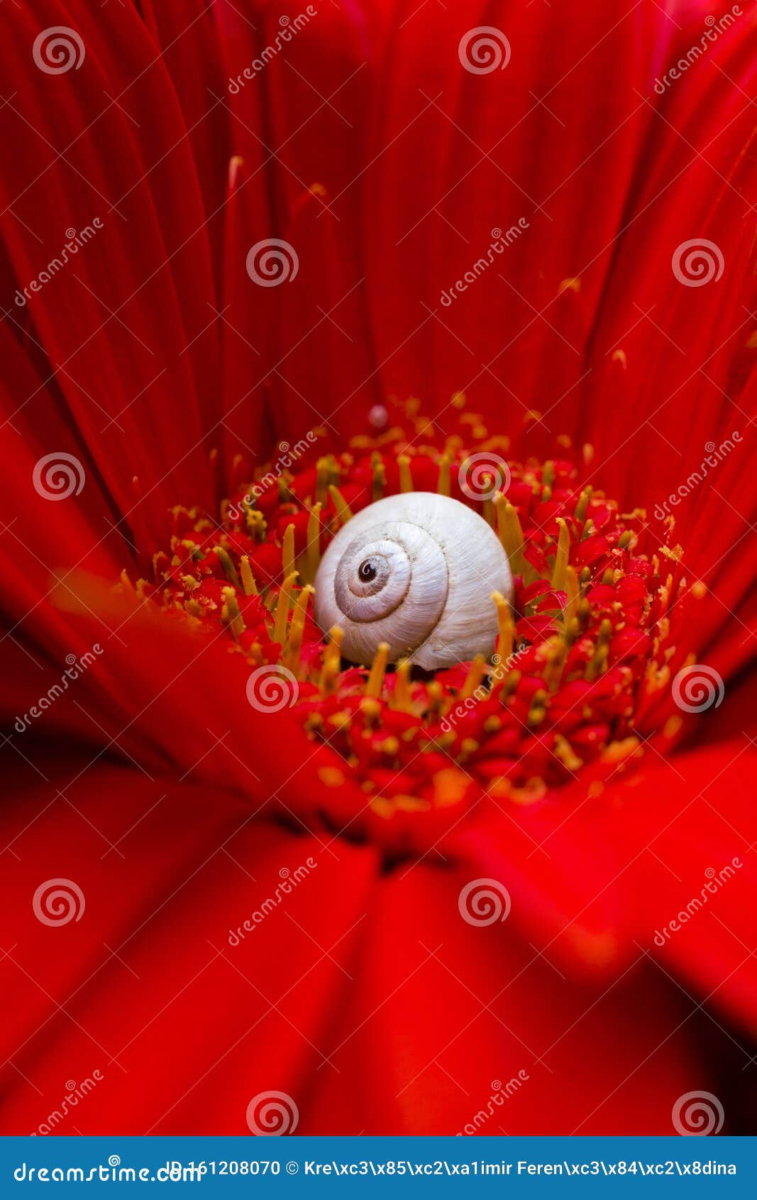 Small Snail House on the Red Gerbera Flower Stock Photo Image of