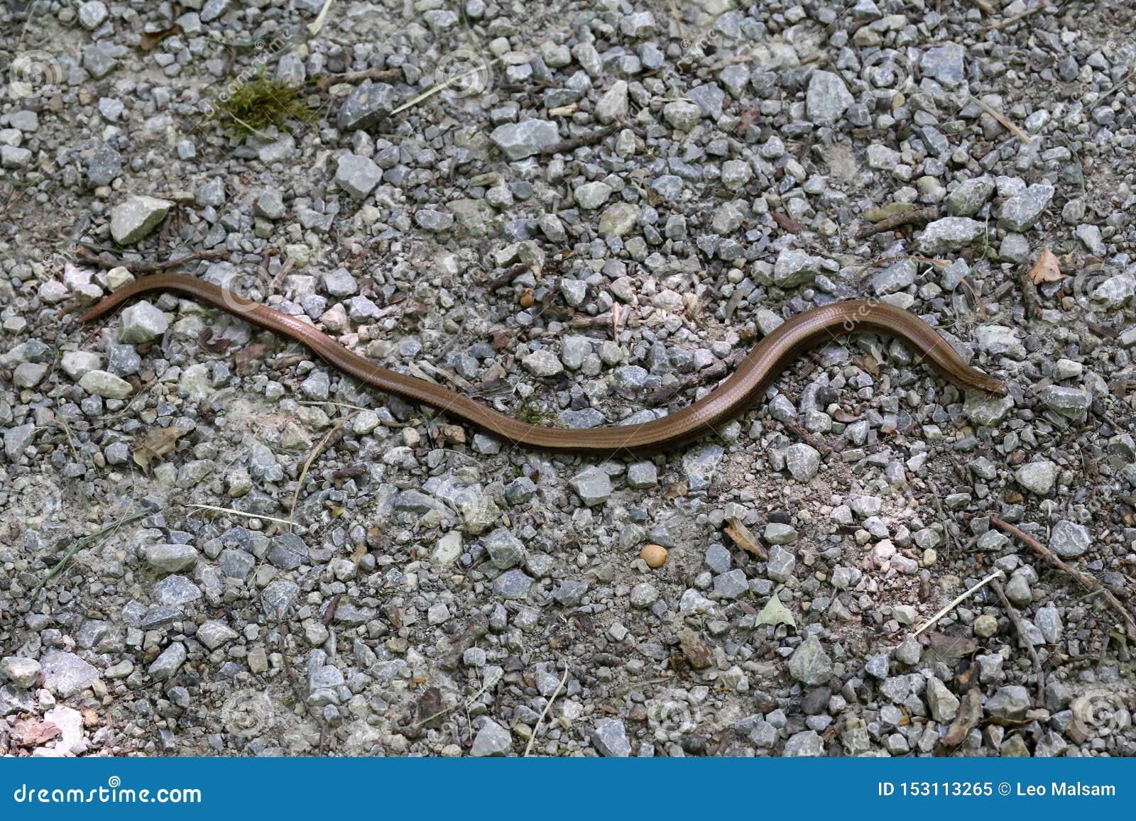 A Small Snake Crawls the Road Out of Gravel Stock Image Image of