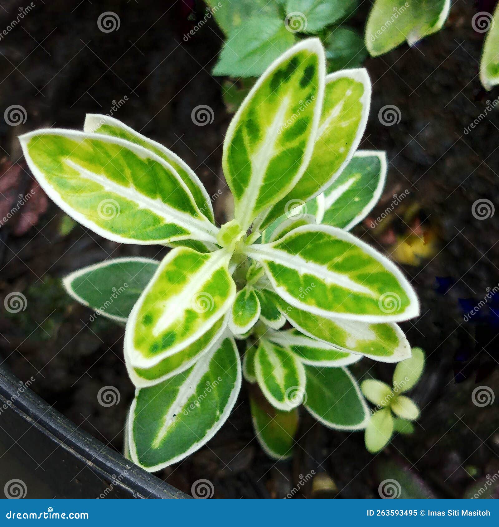 small snowrose plant