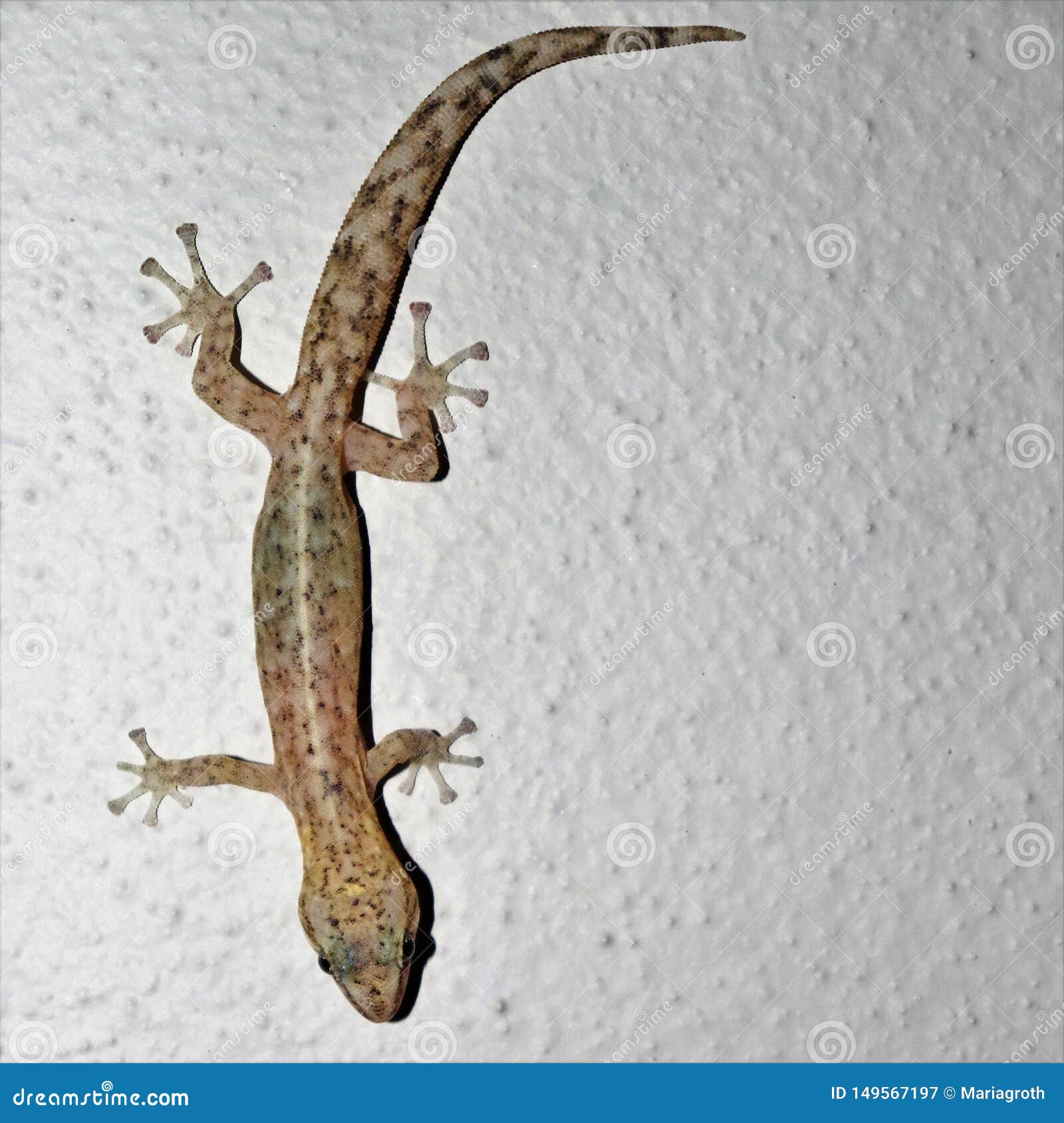 A Small Lizard on a White House Wall Stock Image - Image of flora,  climbing: 149567197