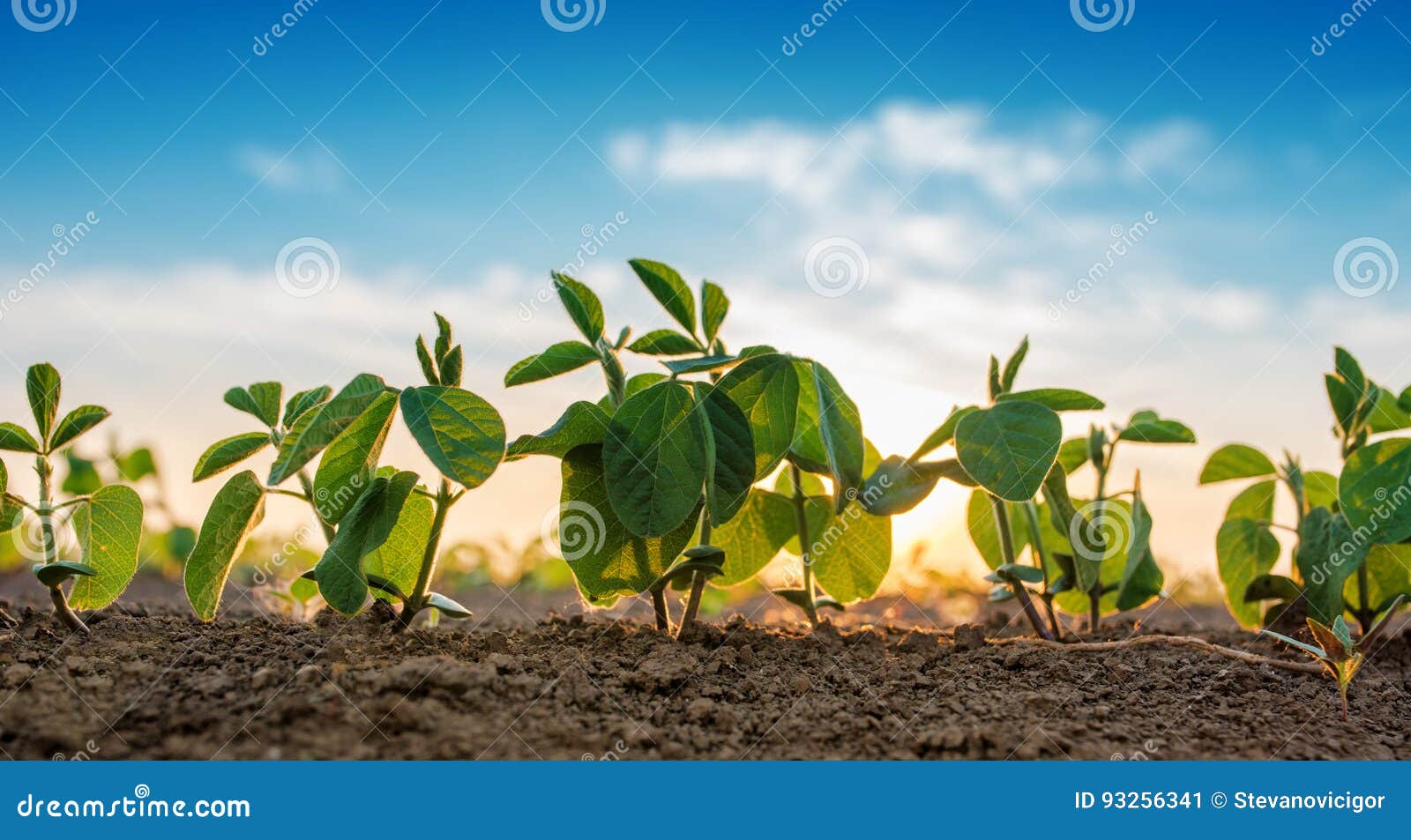 small soybean plants growing in row