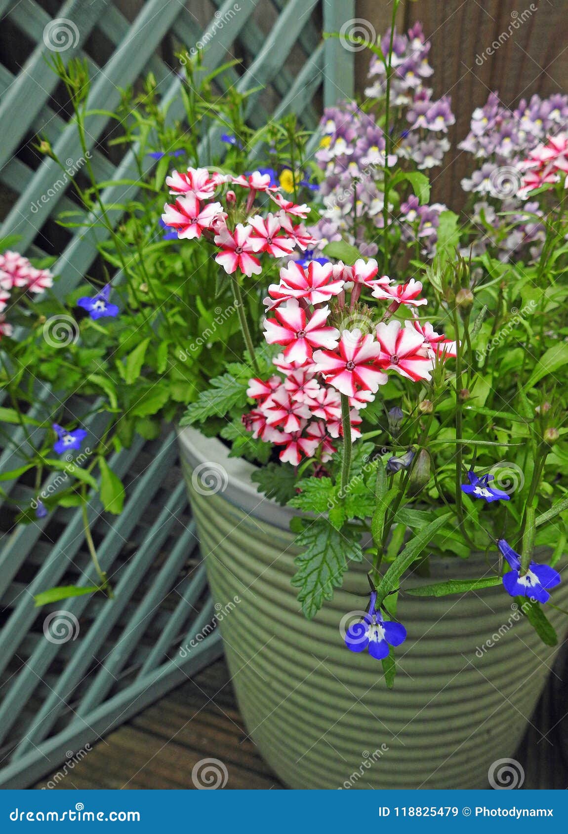  Small  Space Garden Potted Flowers And Plants  Stock Image 