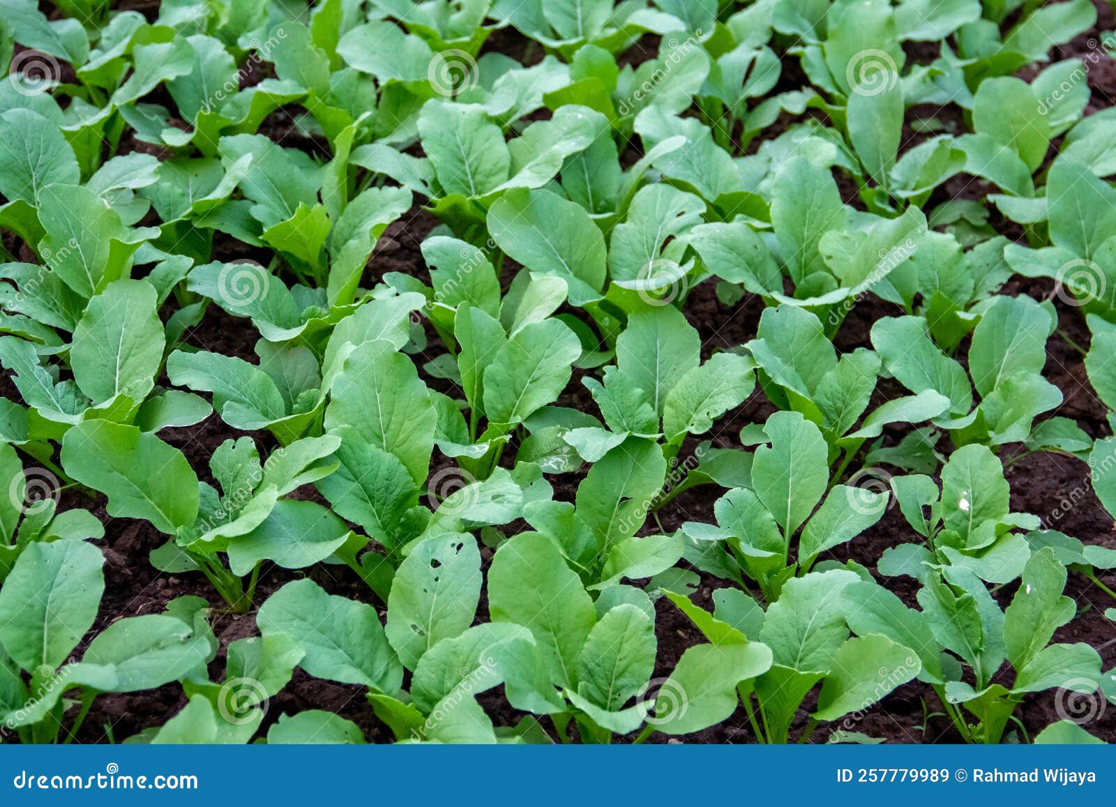 Small Spinach Plants that Have Just Been Planted in the Plantation