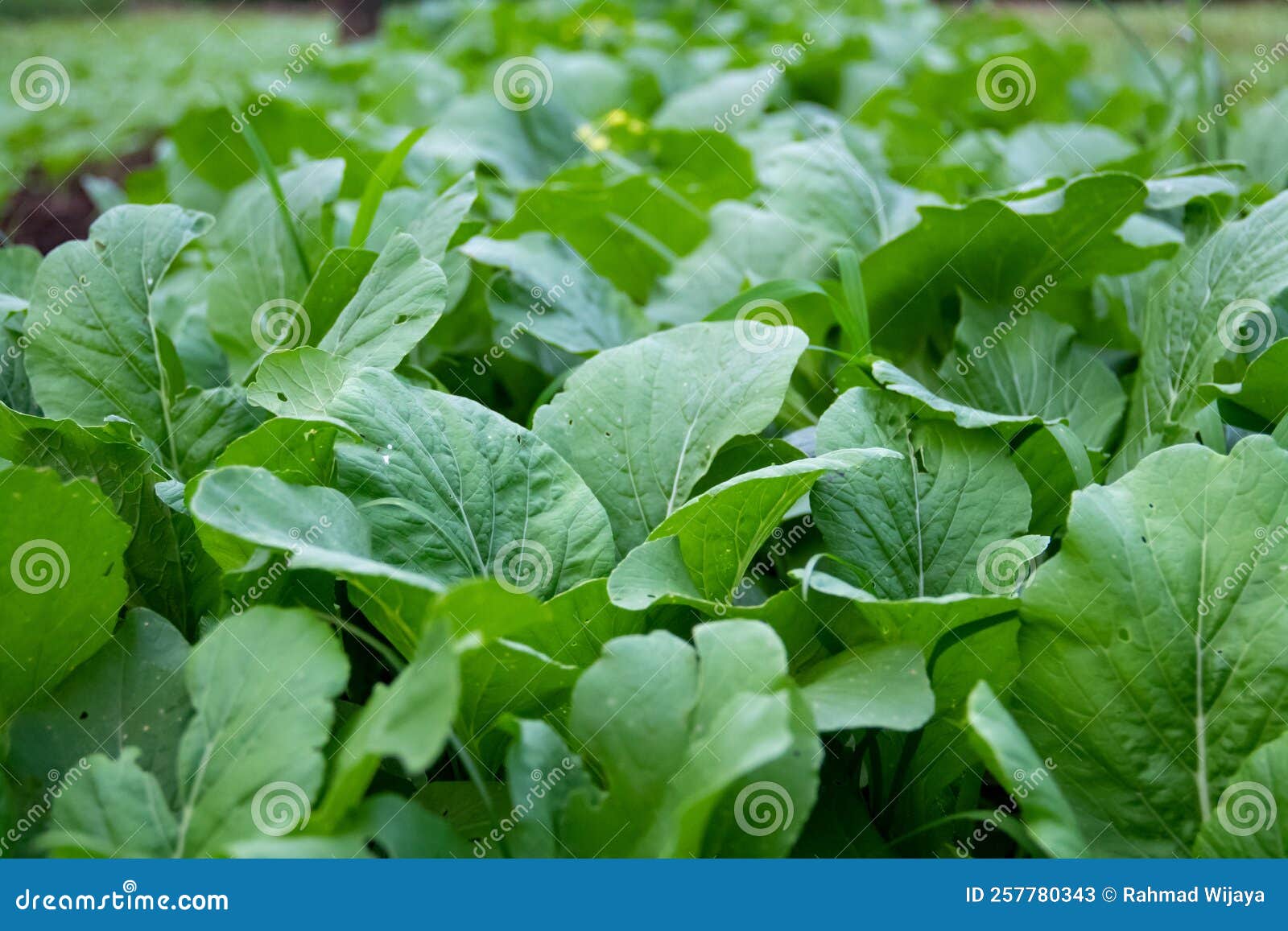 Small Spinach Plants that Have Just Been Planted in the Plantation