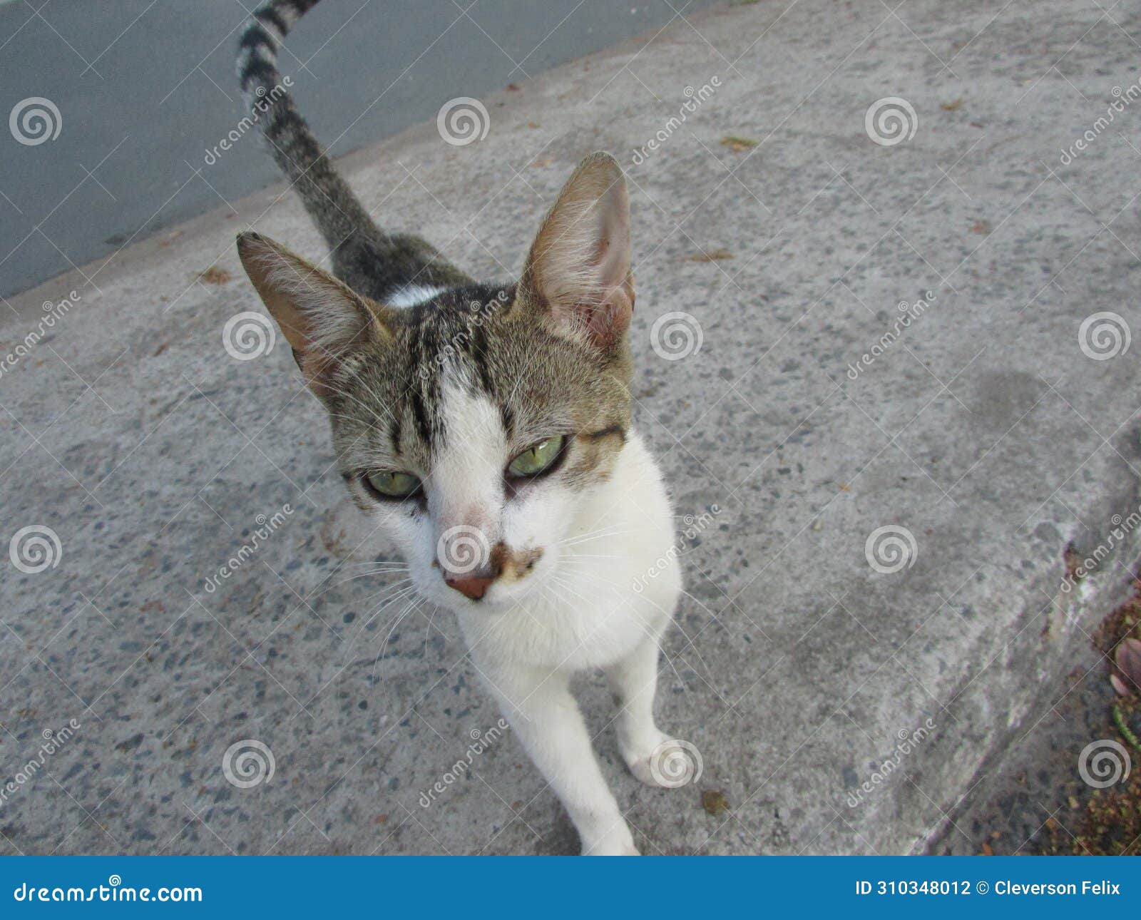 a small spotted cat on the city