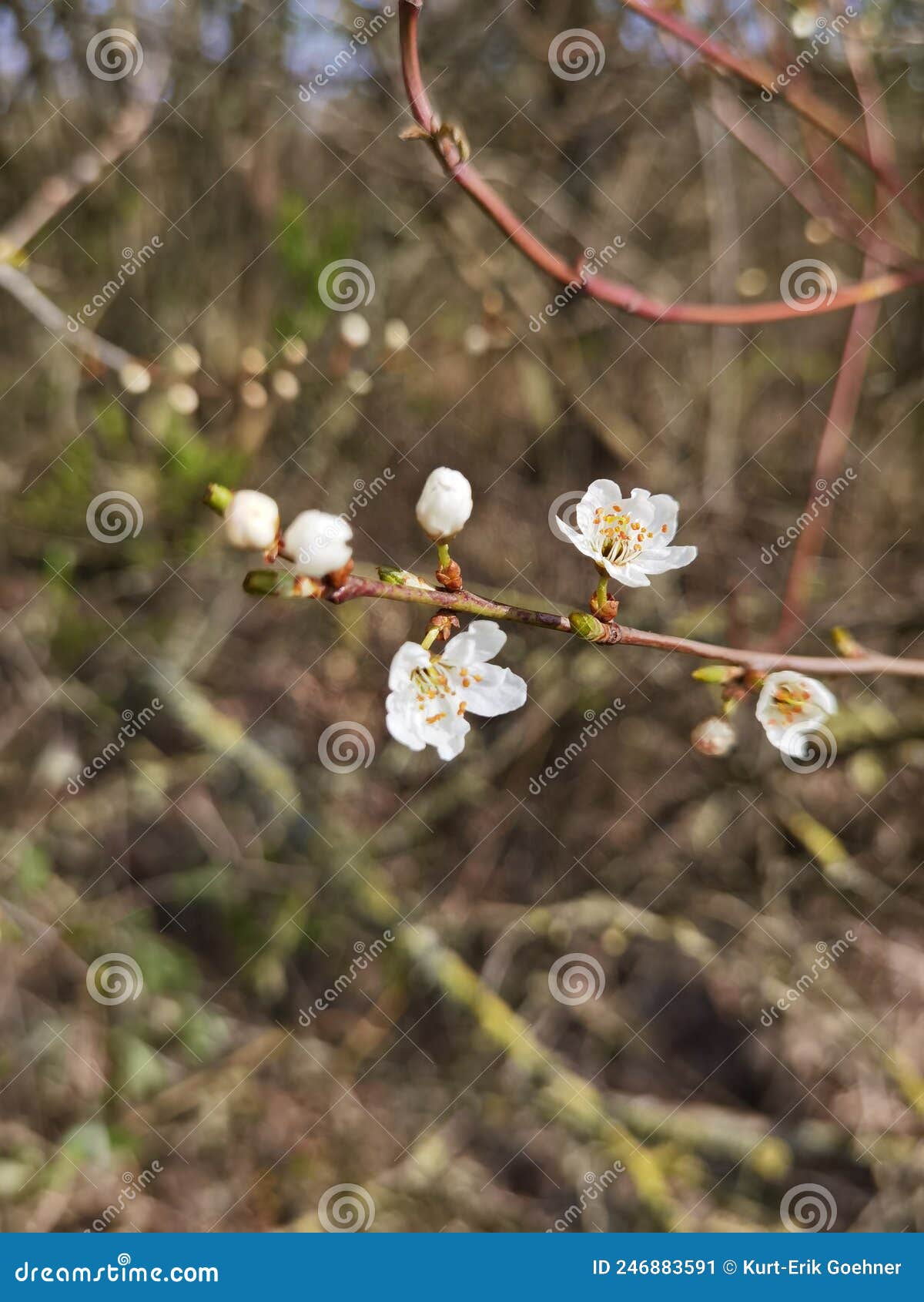 Small spring flowers stock image. Image of leaf, shrub 246883591