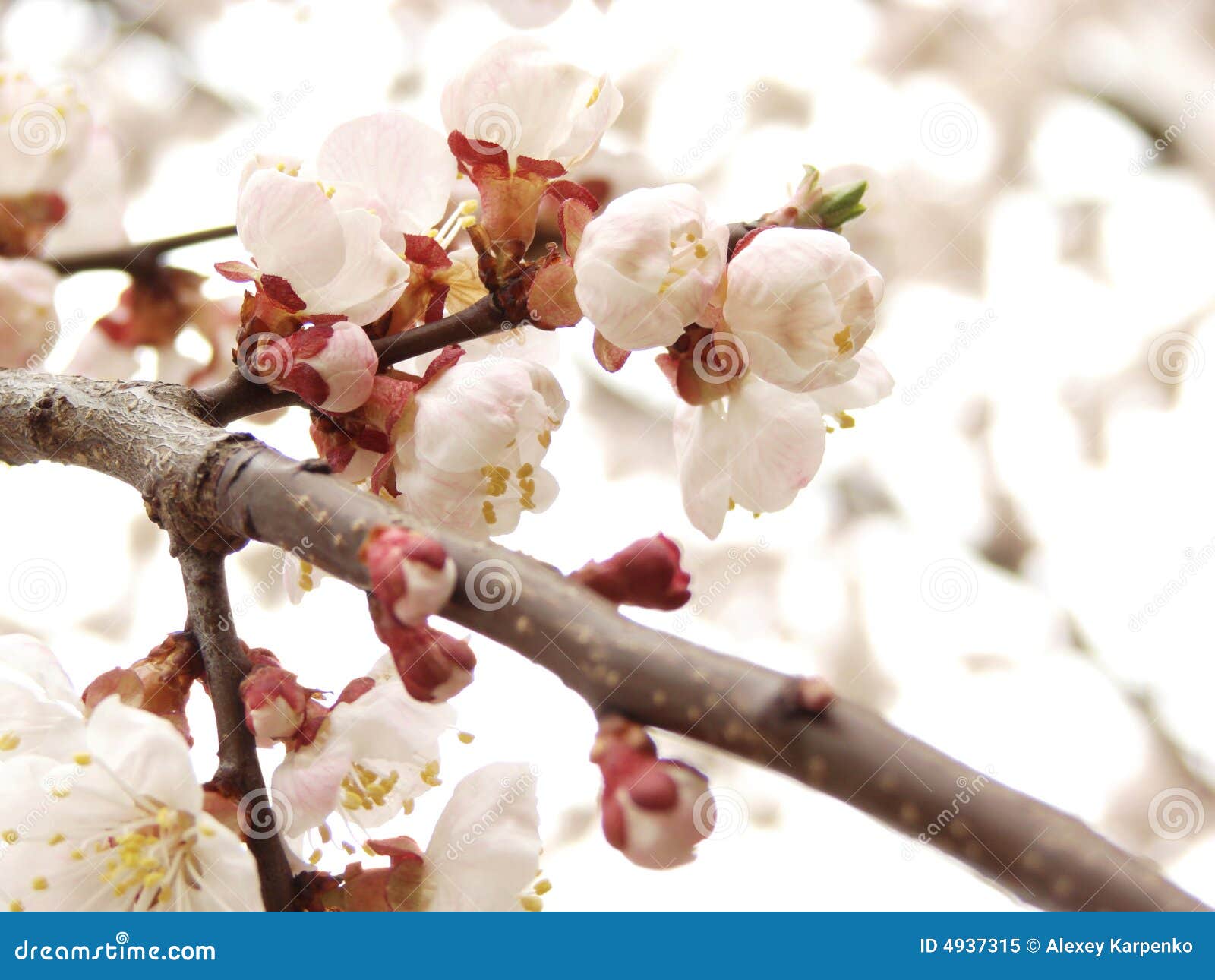 Small Spring Flowers at White Background Stock Image Image of closeup