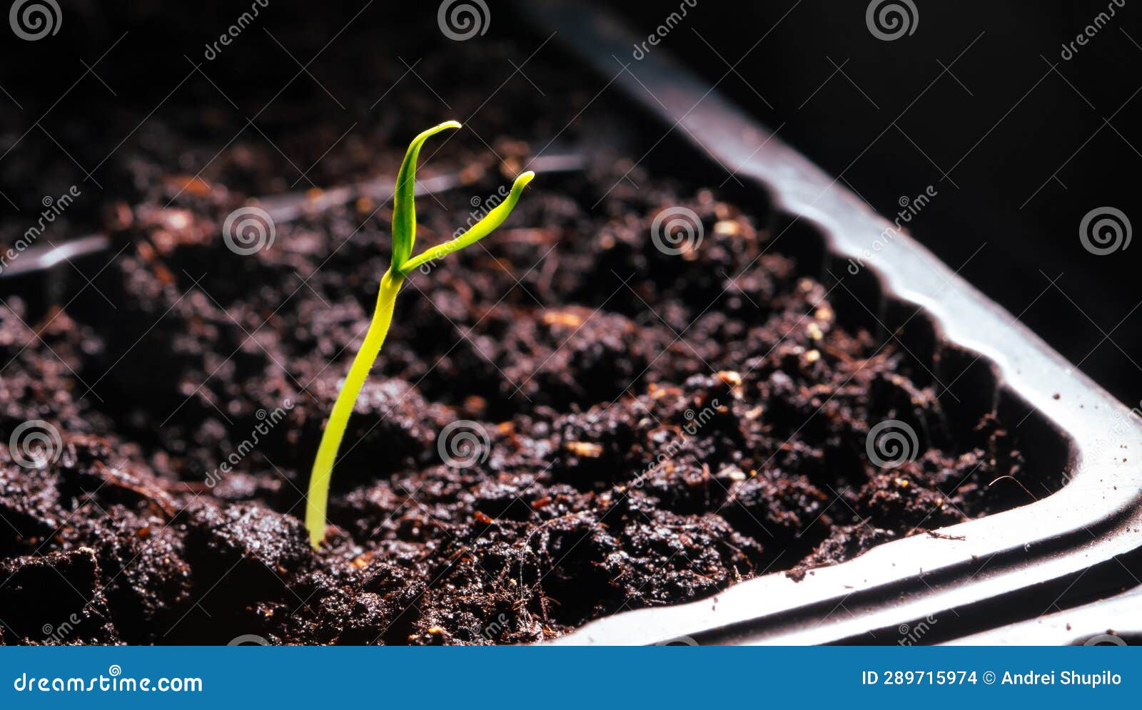 A Small Sprout of Bell Pepper Sprouts in the Ground. Stock Photo