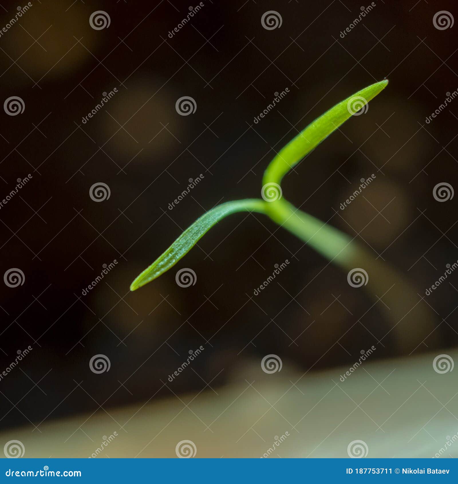 Small Sprout of Carrots Sprouted from the Ground Stock Image Image of herb, environment 187753711