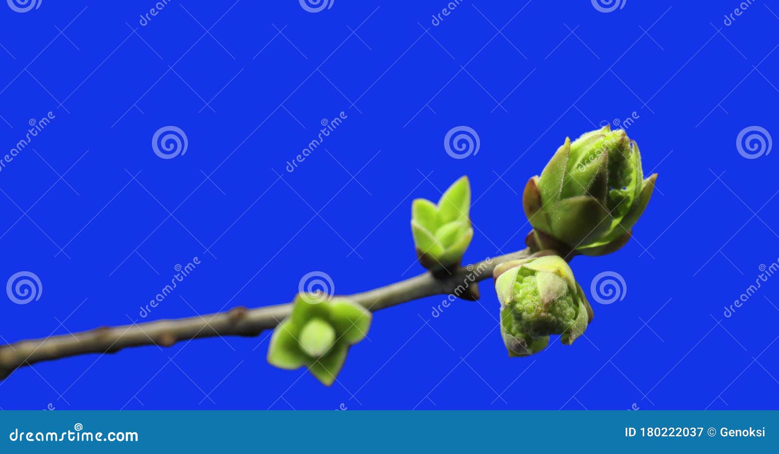 Small Sprouts Rising on Branch of Tree, Germination Process, Evolution