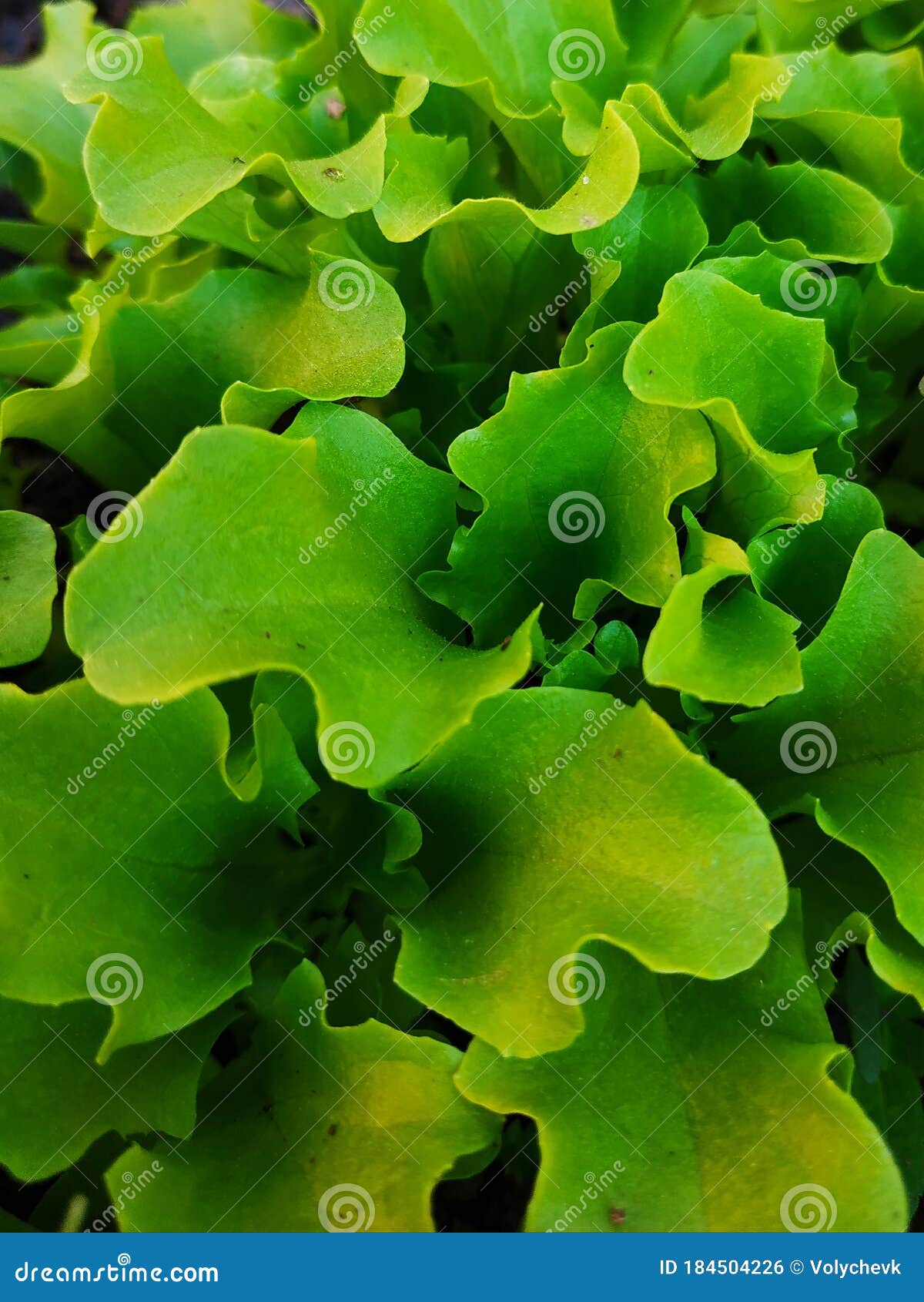 List 103+ Images what does lettuce look like when it sprouts Completed