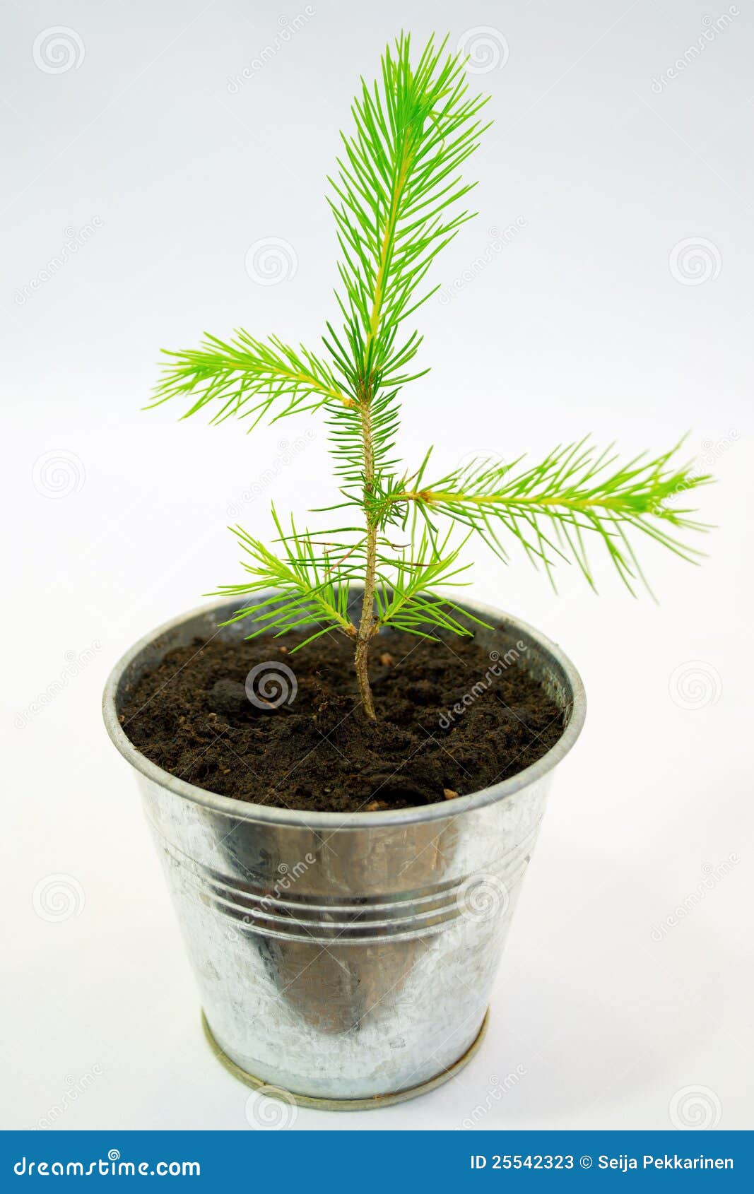 Small spruce seedling stock image. Image of needles, soil 25542323