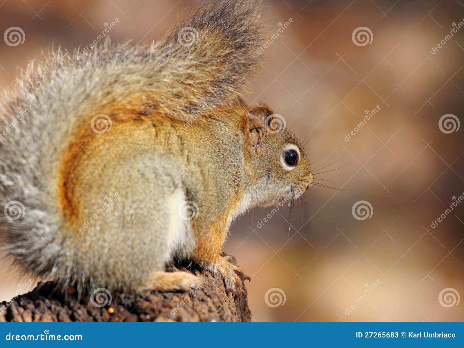 Small squirrel stock image. Image of squirrel, fall, rodent 27265683