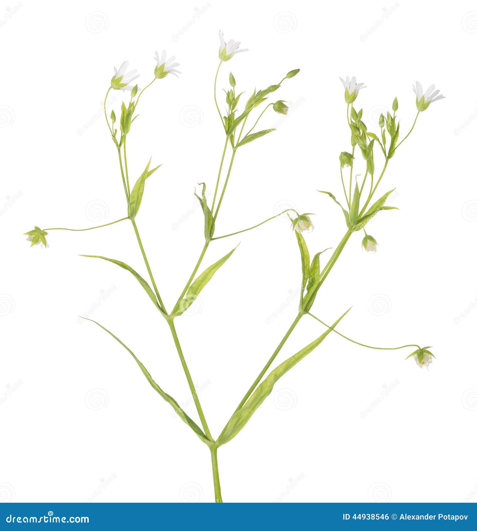 small stellaria flowers on white