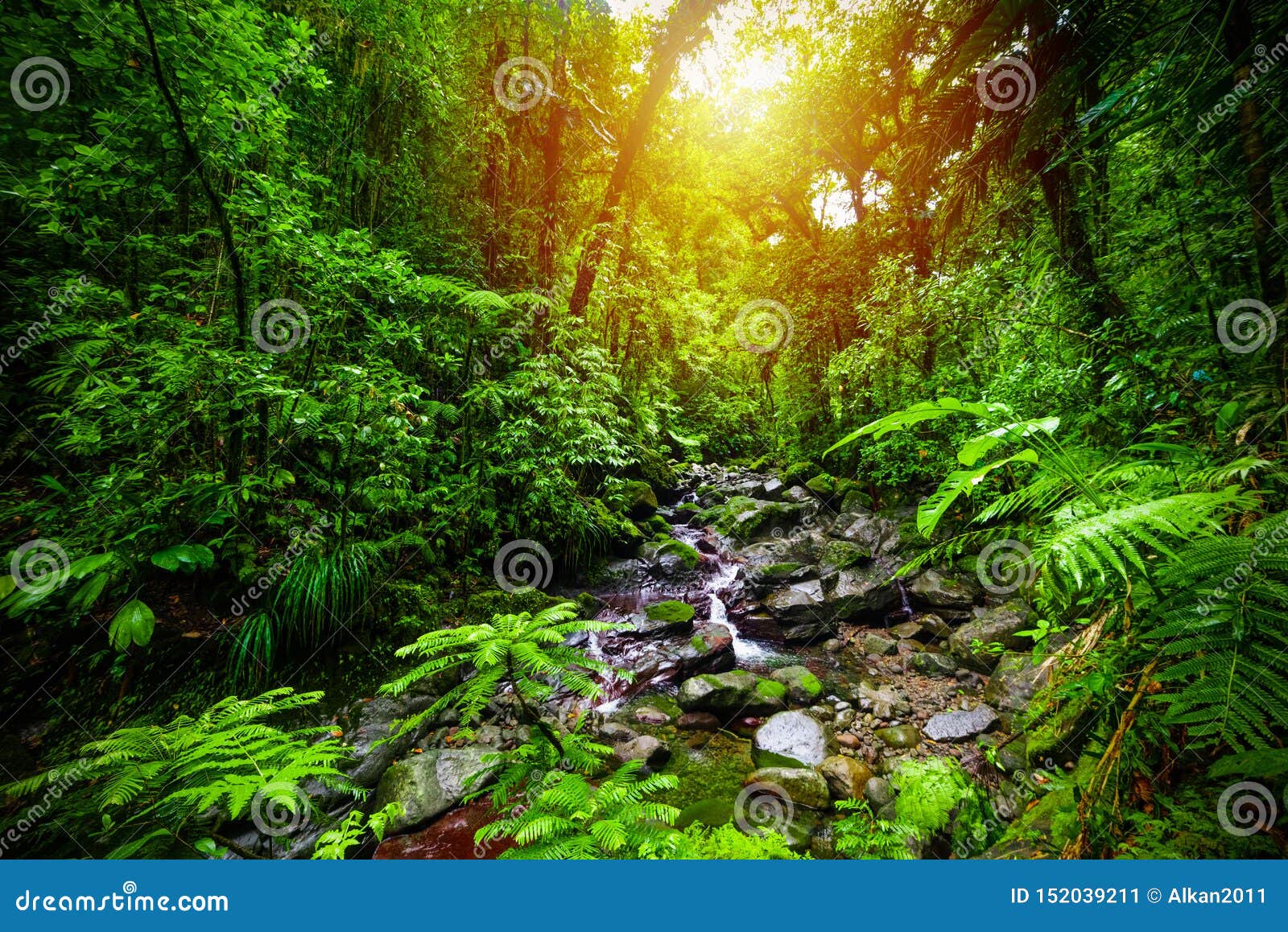 small stream in guadeloupe jungle at sunset