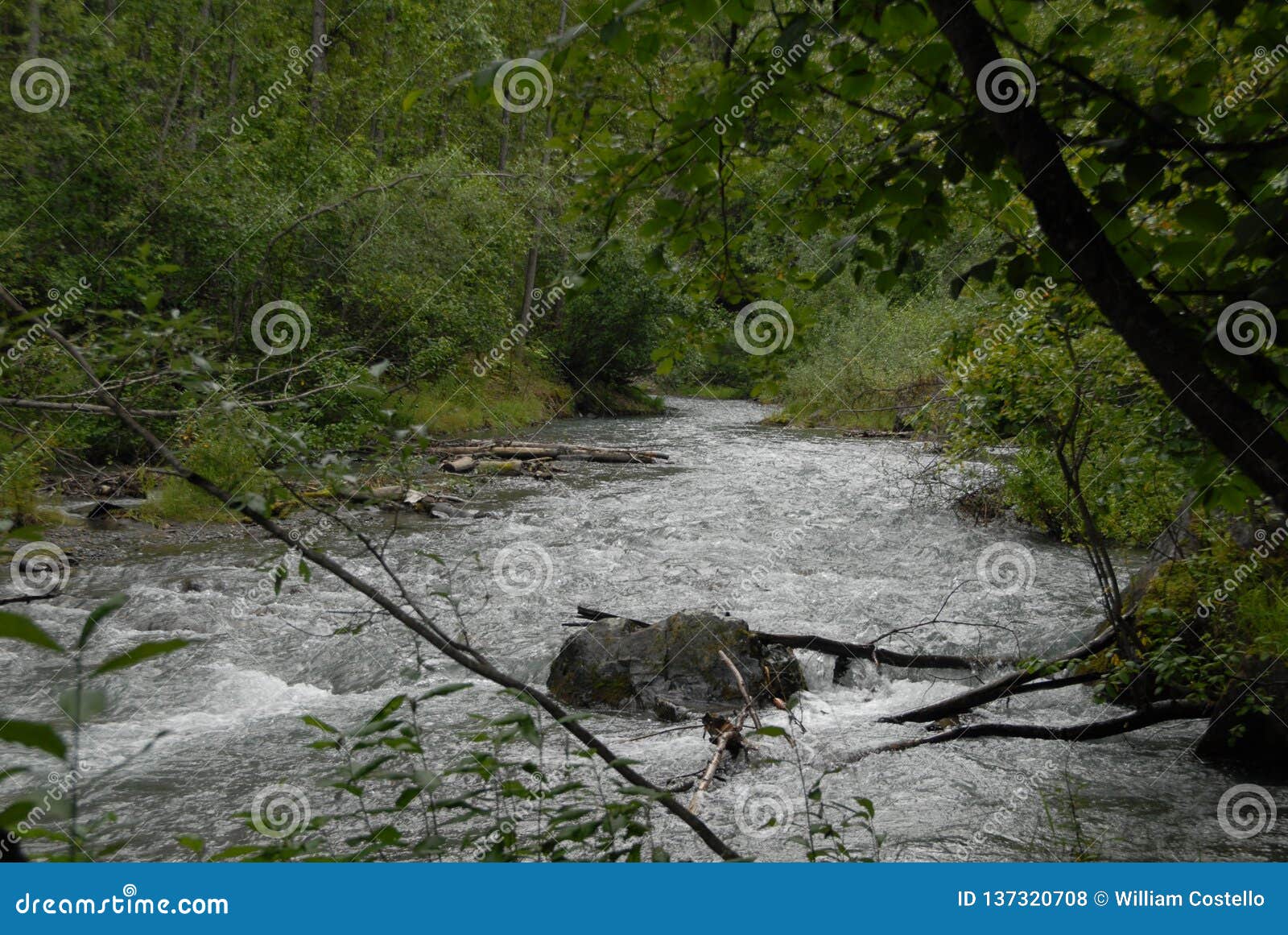 Stream Rapids in the Forest Stock Photo - Image of surrounded, rapids:  137320708, image size:1600x1161