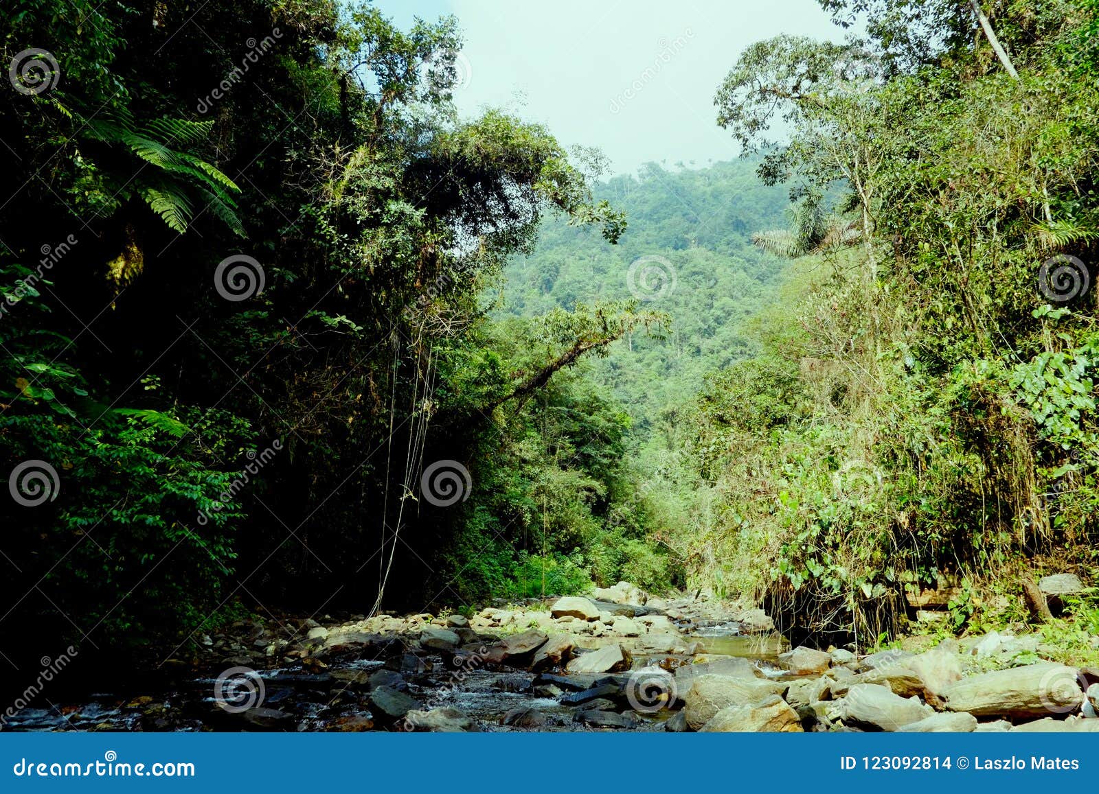 small stream of water flowing around rocks inside the jungle terrain