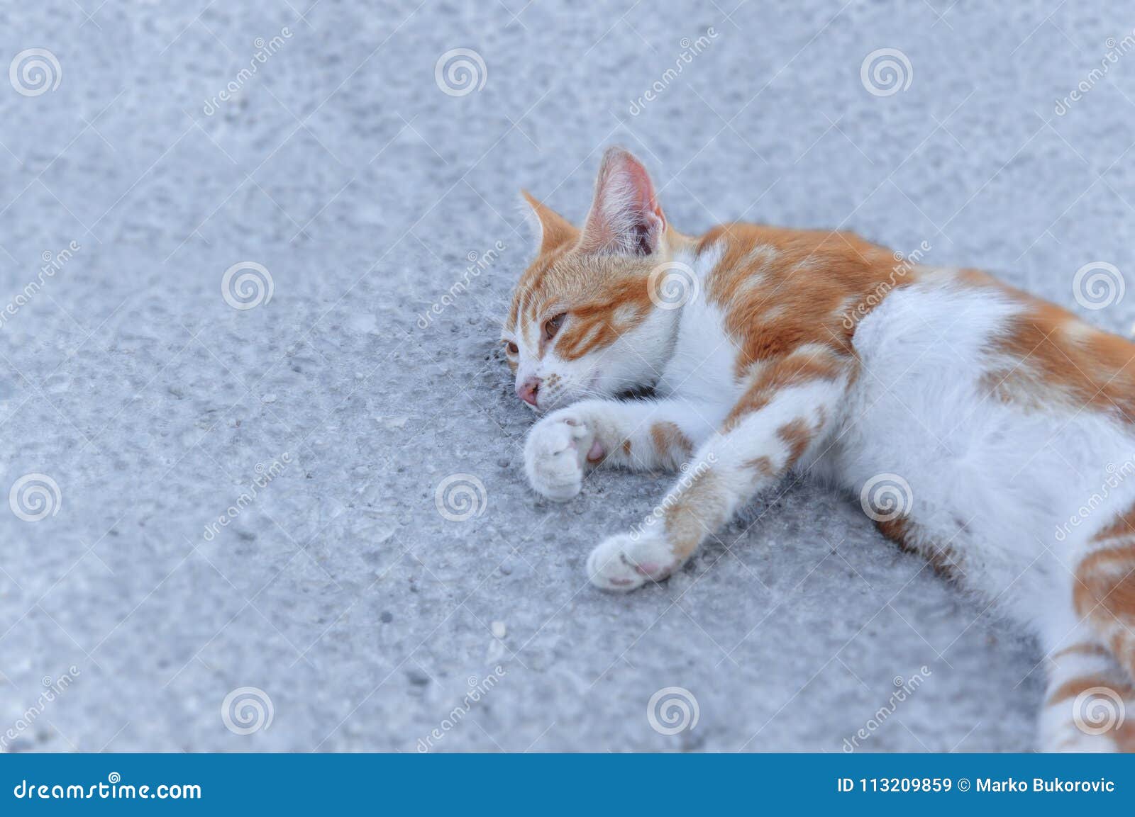 small street drifter yellow young kitten lie on asphalt