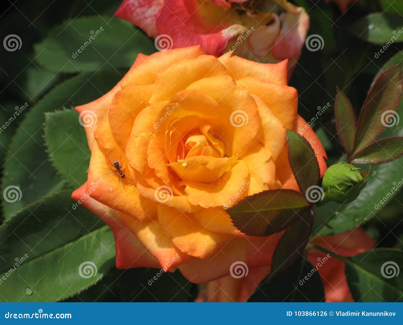 A small yellow rose stock photo. Image of beautiful - 103866126