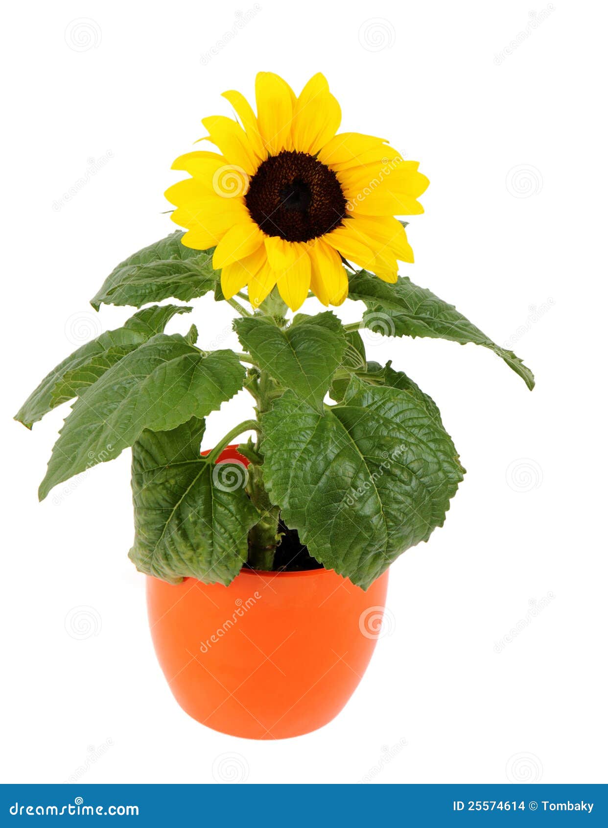 Small sunflower in a pot stock photo. Image of abstract 25574614