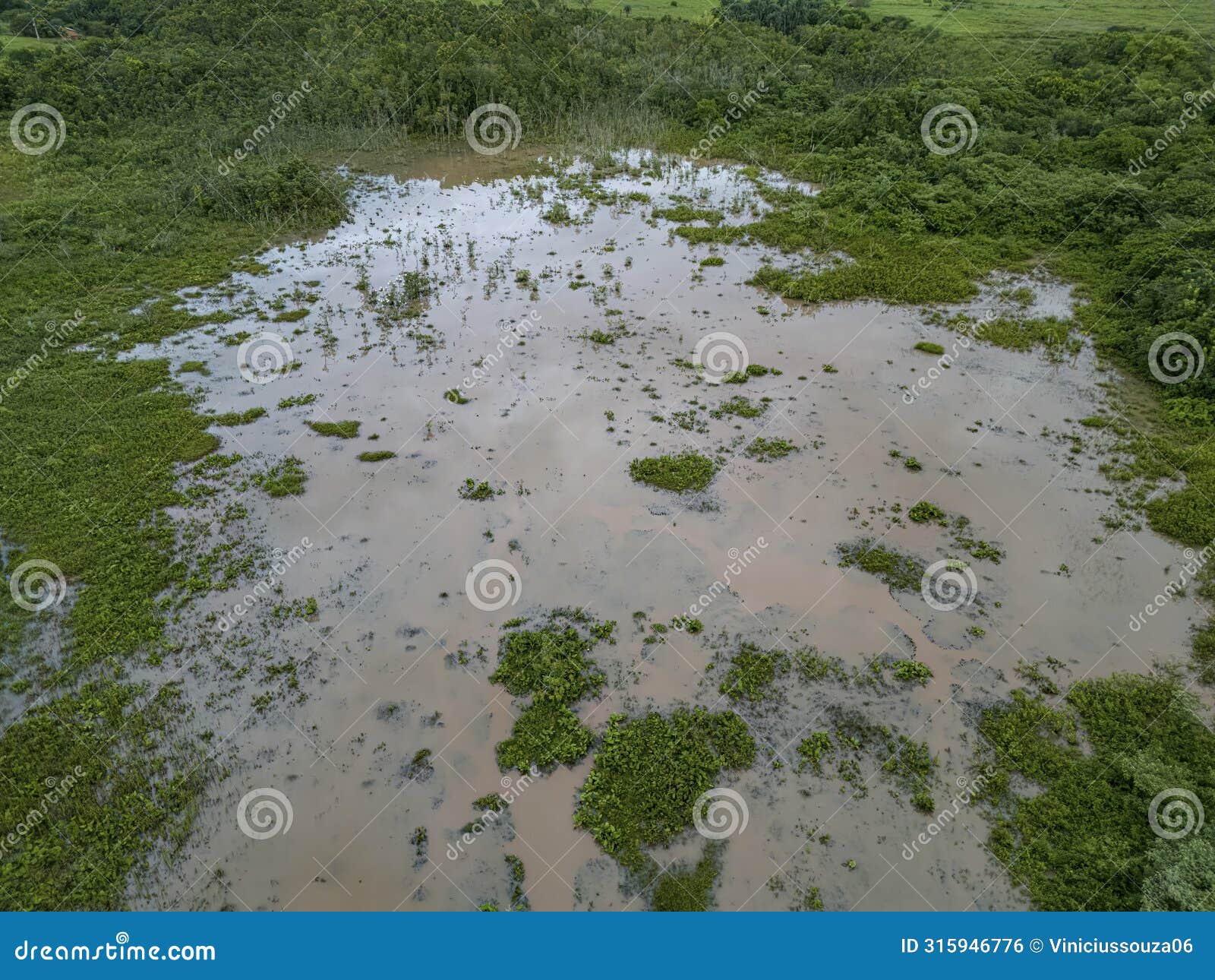 small swamp in itaja goias