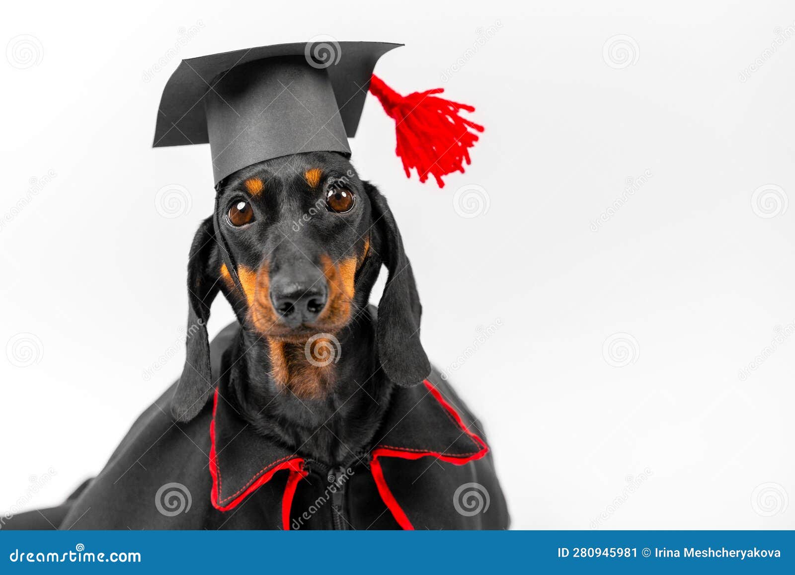 Dog Graduation Cap with Yellow Tassel and Pet Graduation Bandana :  Amazon.co.uk: Pet Supplies