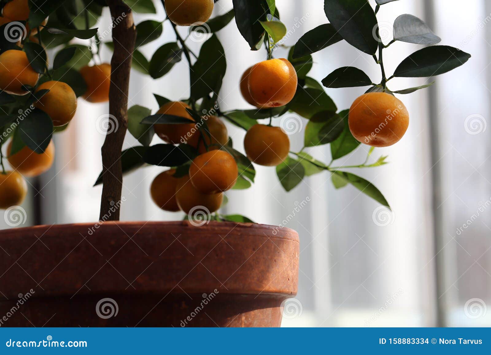 small tangerine tree with ripe fruits photographed in an indoor garden
