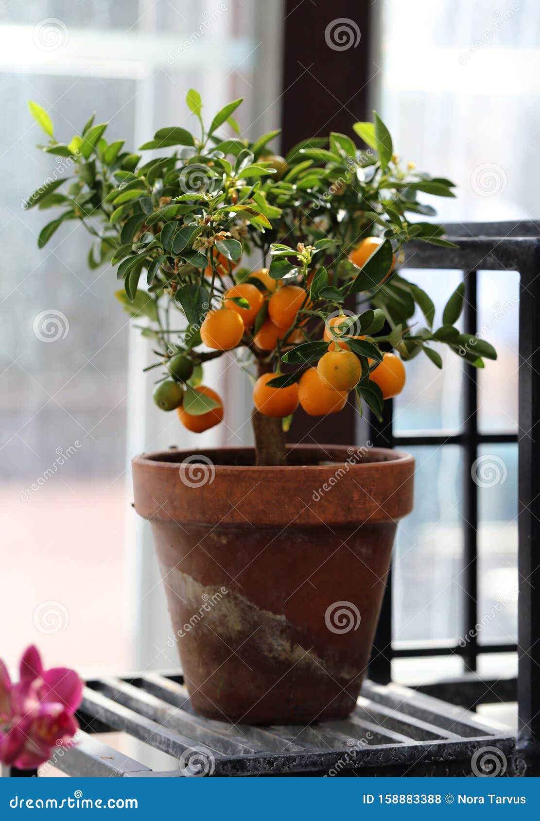 Small Tangerine Tree with Ripe Fruits Photographed in an Indoor