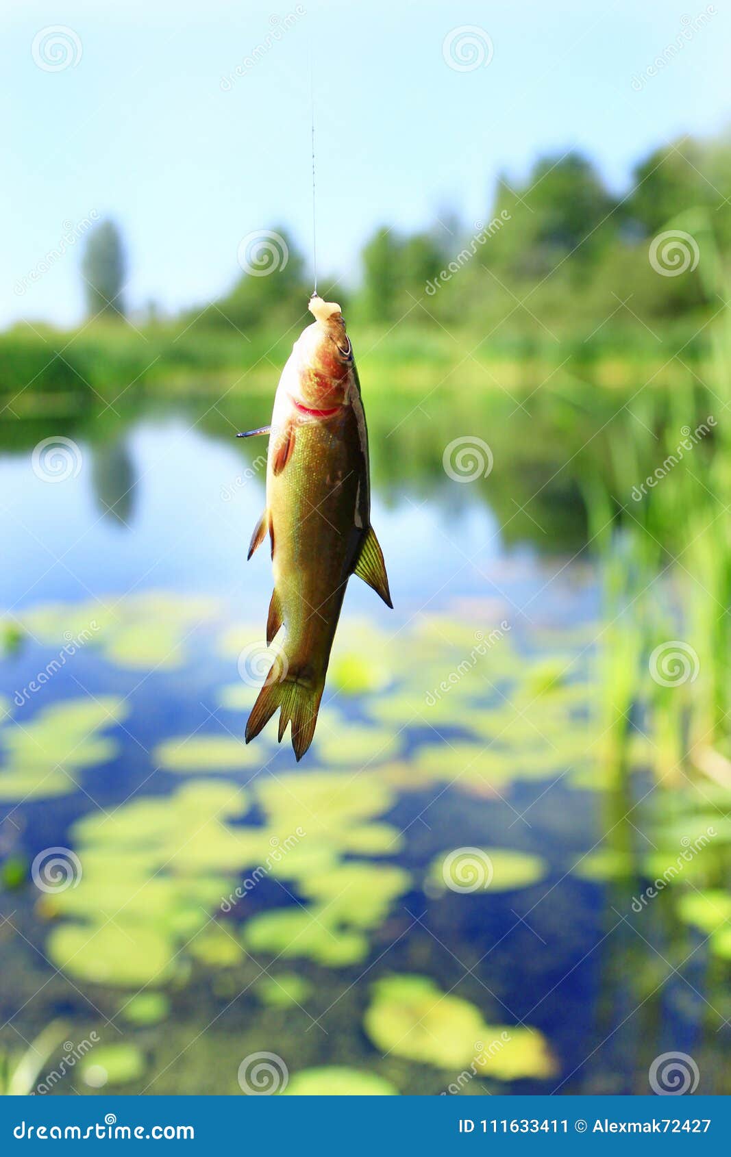 https://thumbs.dreamstime.com/z/small-tench-caught-fishing-rod-fish-hook-111633411.jpg