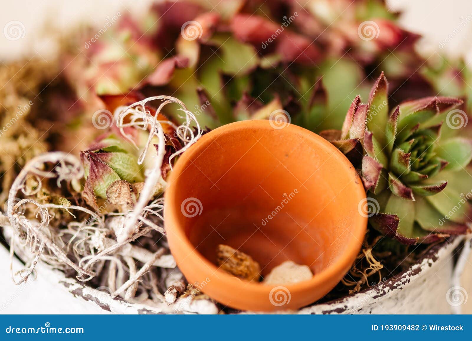 Small Terracotta Pot among Potted Succulents Stock Photo Image of
