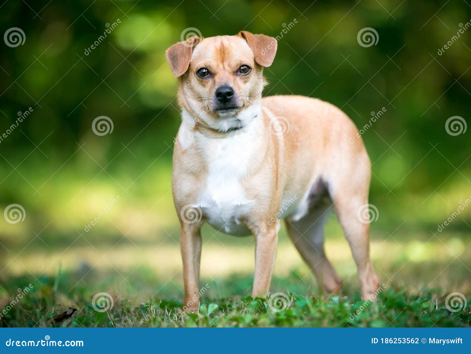 A Small Terrier Mixed Breed Dog Standing Outdoors Stock Photo - Image ...