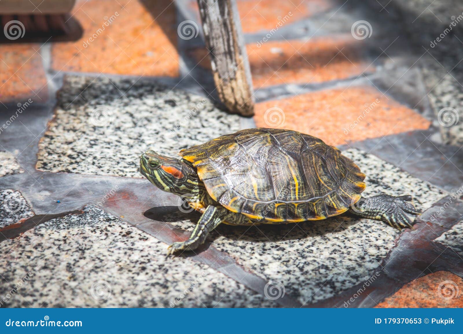 Small turtle called sales