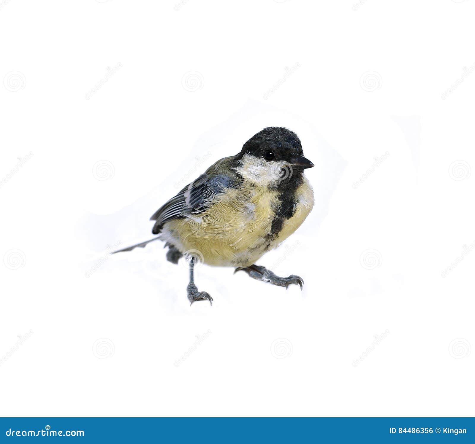 Small tit bird isolated stock photo. Image of chickadee - 84486356