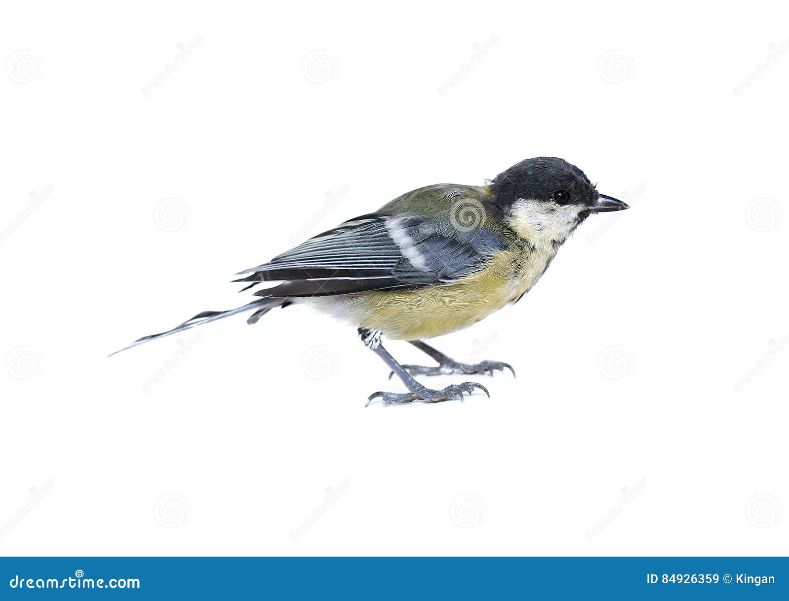 Small tit bird isolated stock image. Image of isolated - 84926359