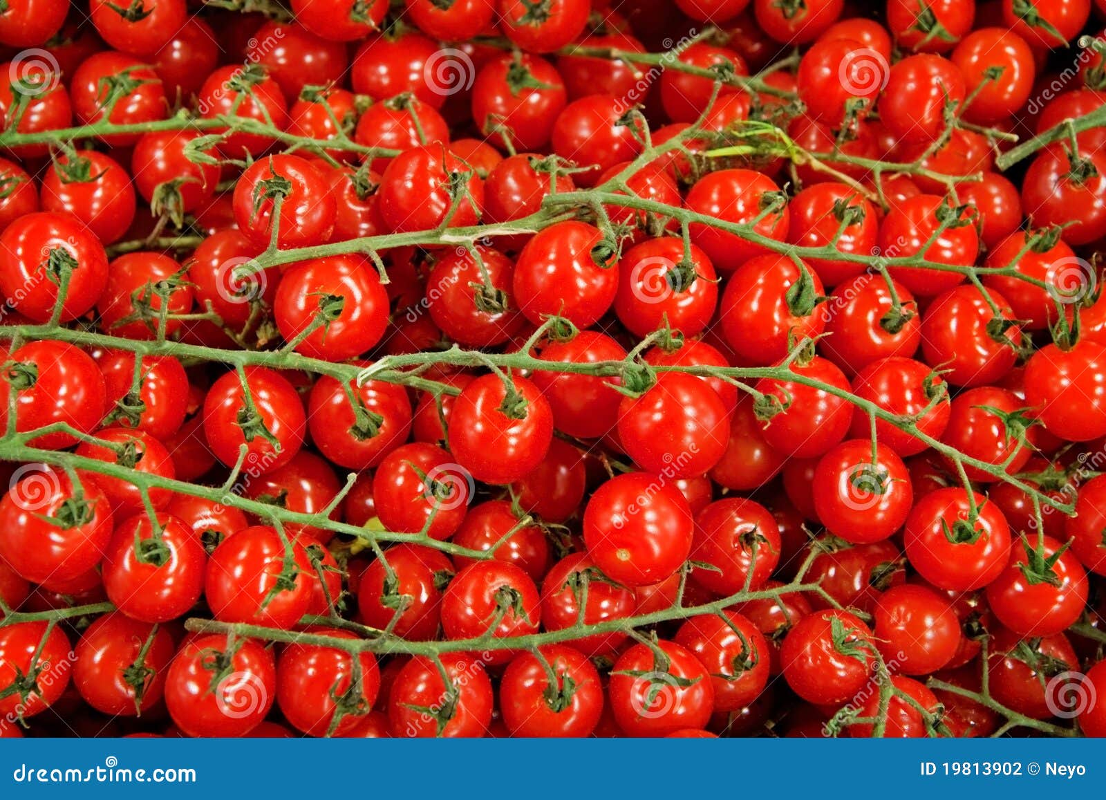 Small tomatoes stock photo. Image of grow, eating, salad - 19813902