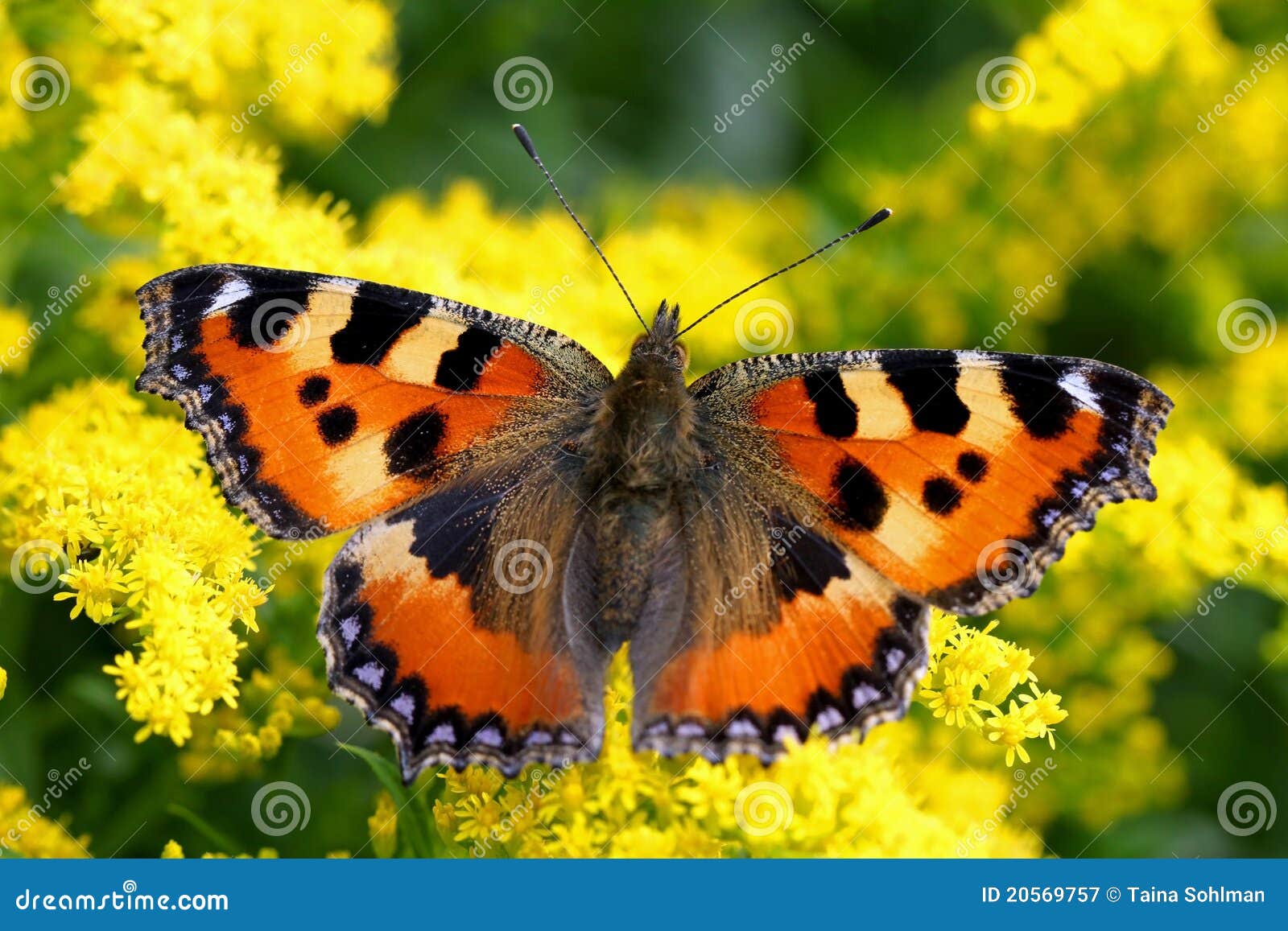 Small Tortoiseshell, Aglais Urticae Stock Image - Image of black ...