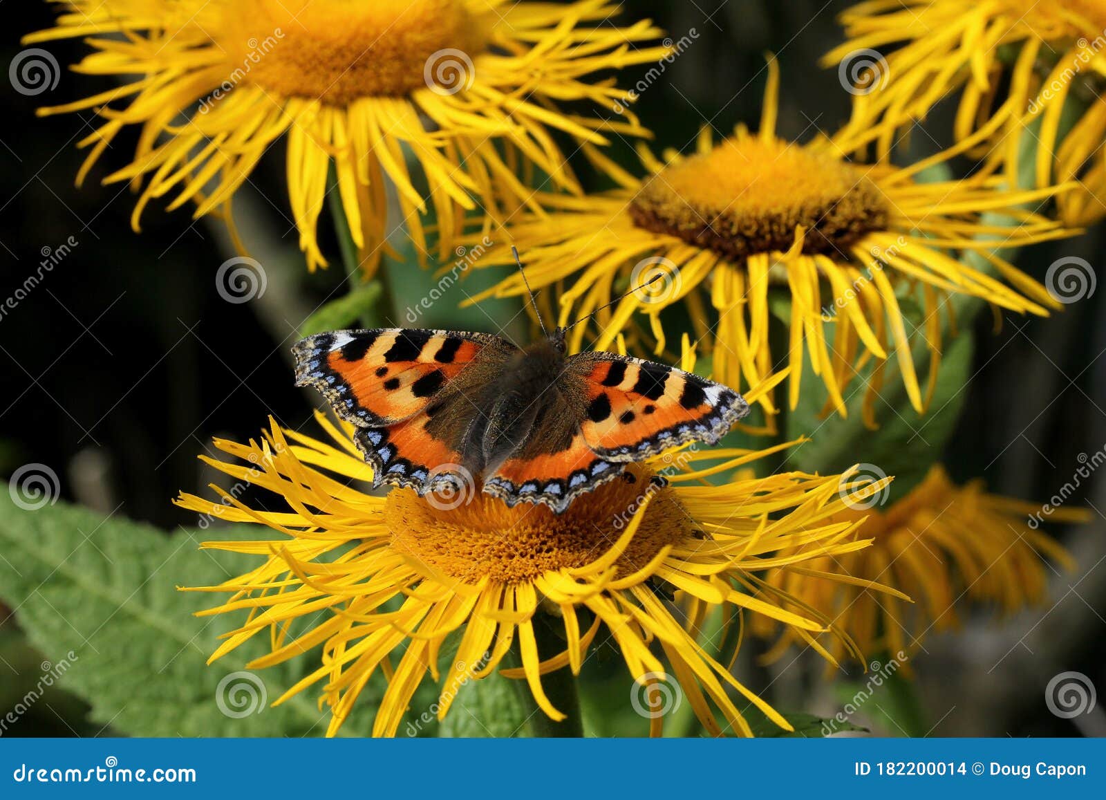 a small tortoiseshell butterfly feeding on an elfdock flower