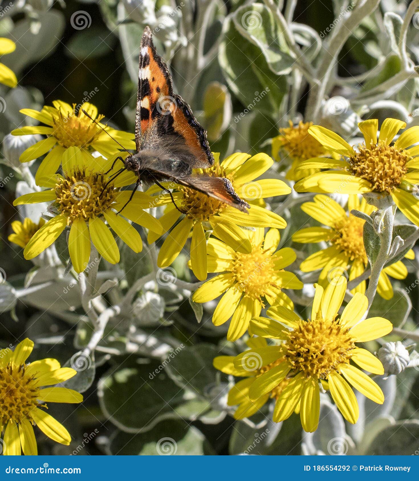 yellow daisy bush flower and small tortoiseshell butterfly