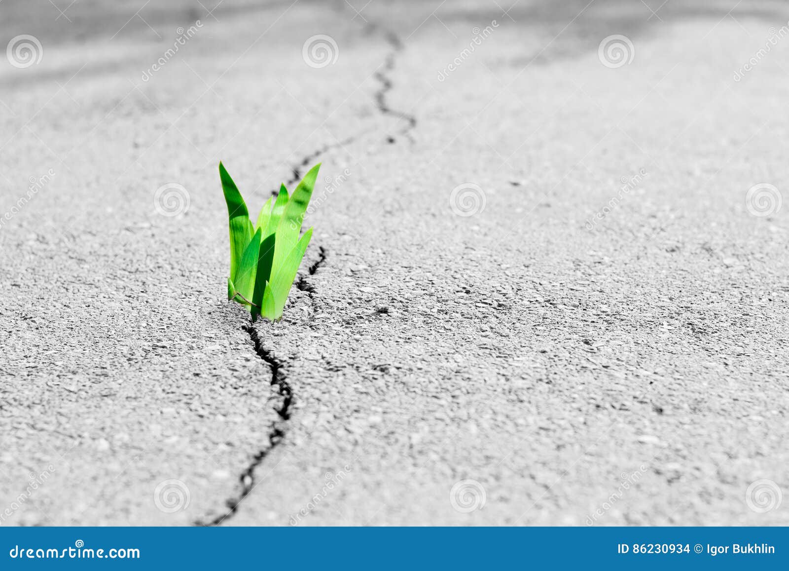 small tree breaks through the pavement. green sprout of a plant makes the way through a crack asphalt.