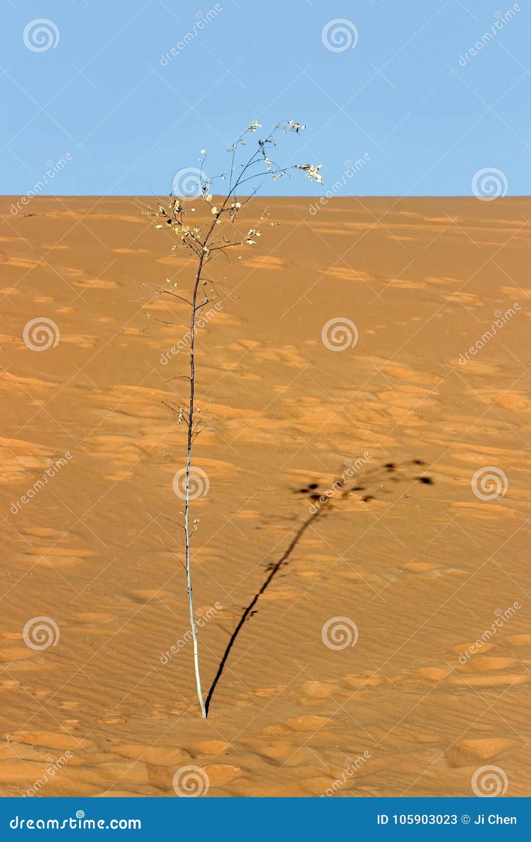 Small Tree Growing on Sand in Desert Stock Image Image of empty, oman