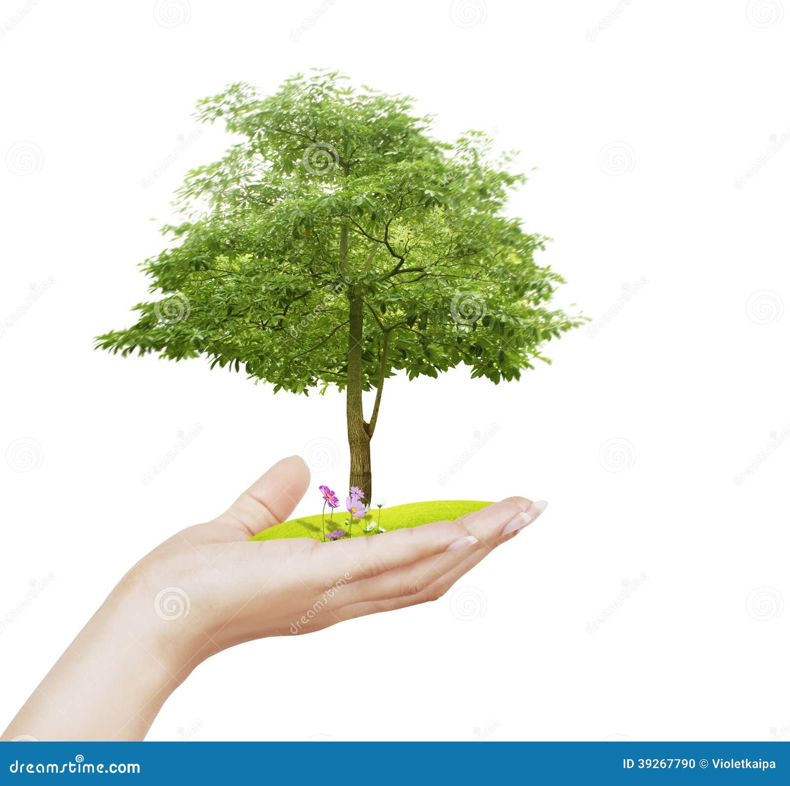 small tree, plant in hand stock photo. image of leaf - 39267790