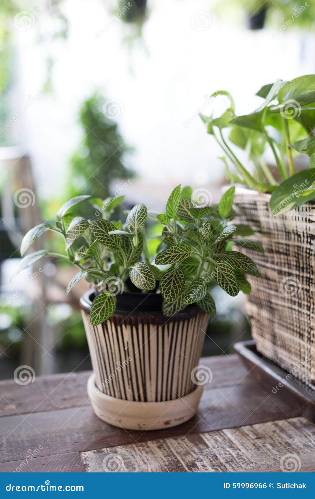 Small Tree in the Pot Plant Decorated Cafe Stock Photo Image of decor