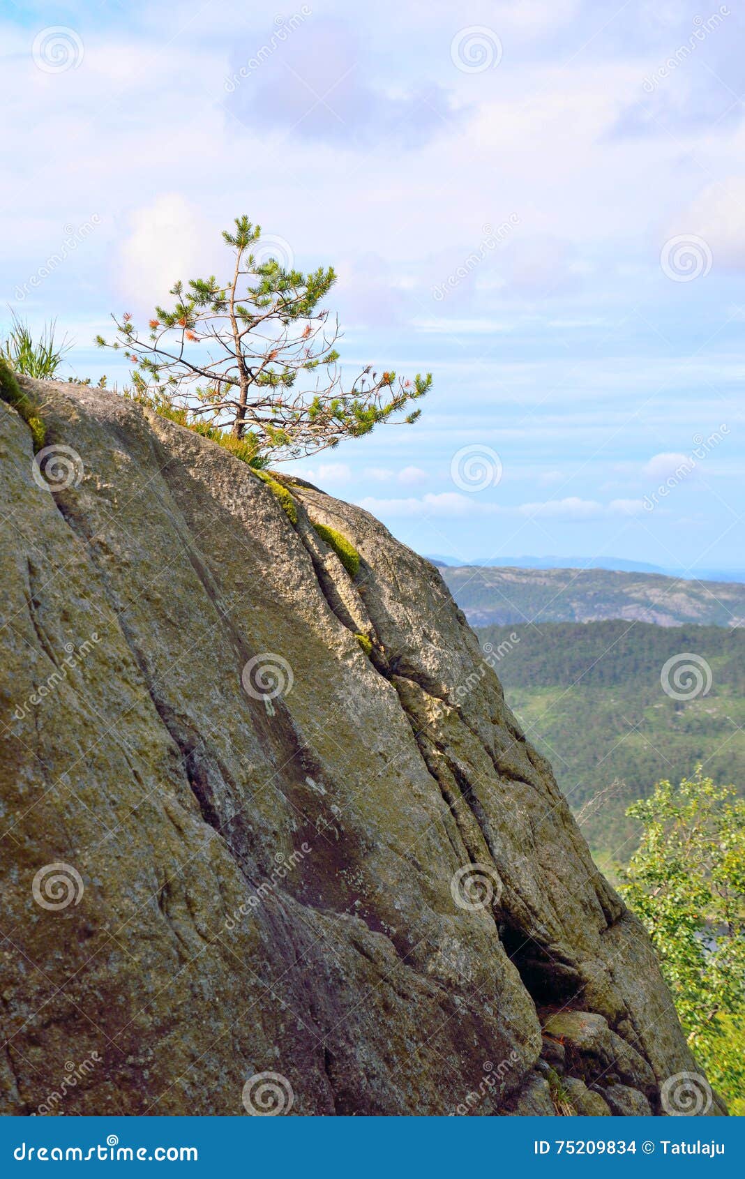Small Tree on a Rocky Cliff Stock Photo Image of rocky, norway 75209834