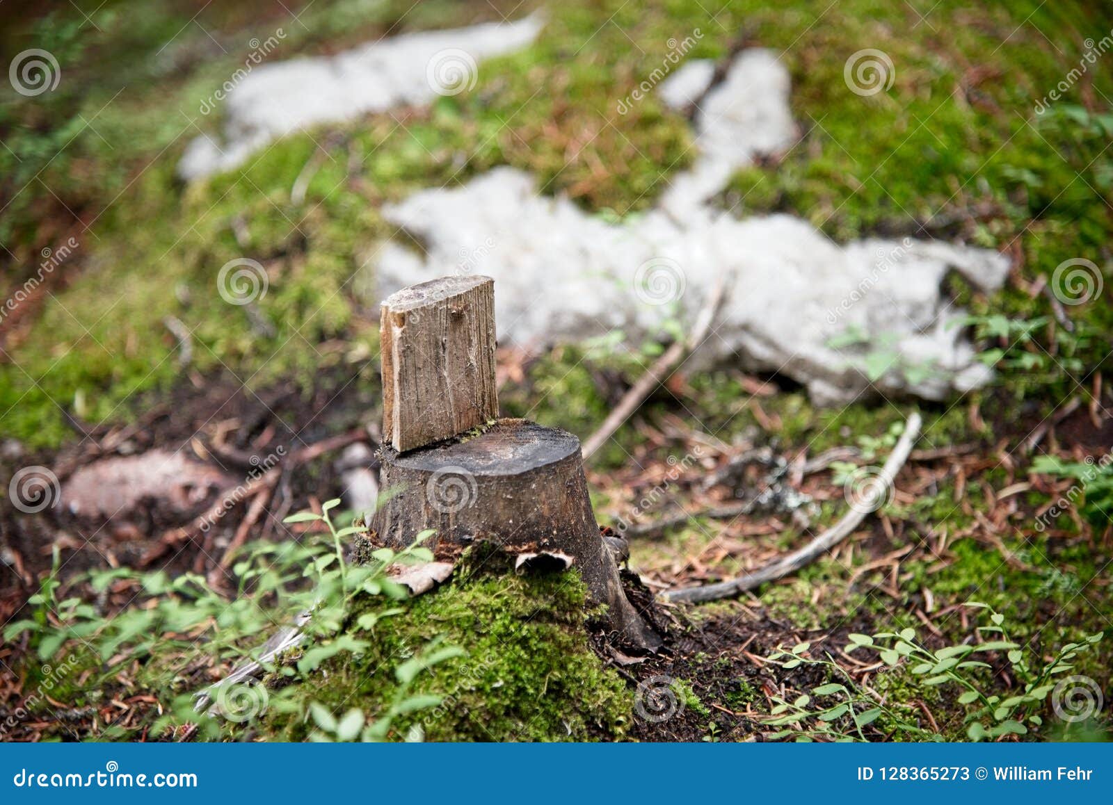 Small Tree Stump Chair Stock Image Image Of Tree Forest 128365273