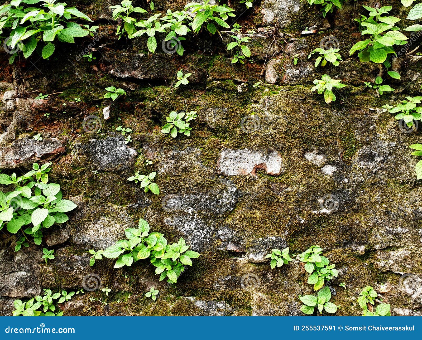 Small Trees Growing on the Wall Stock Image Image of leaf, plant