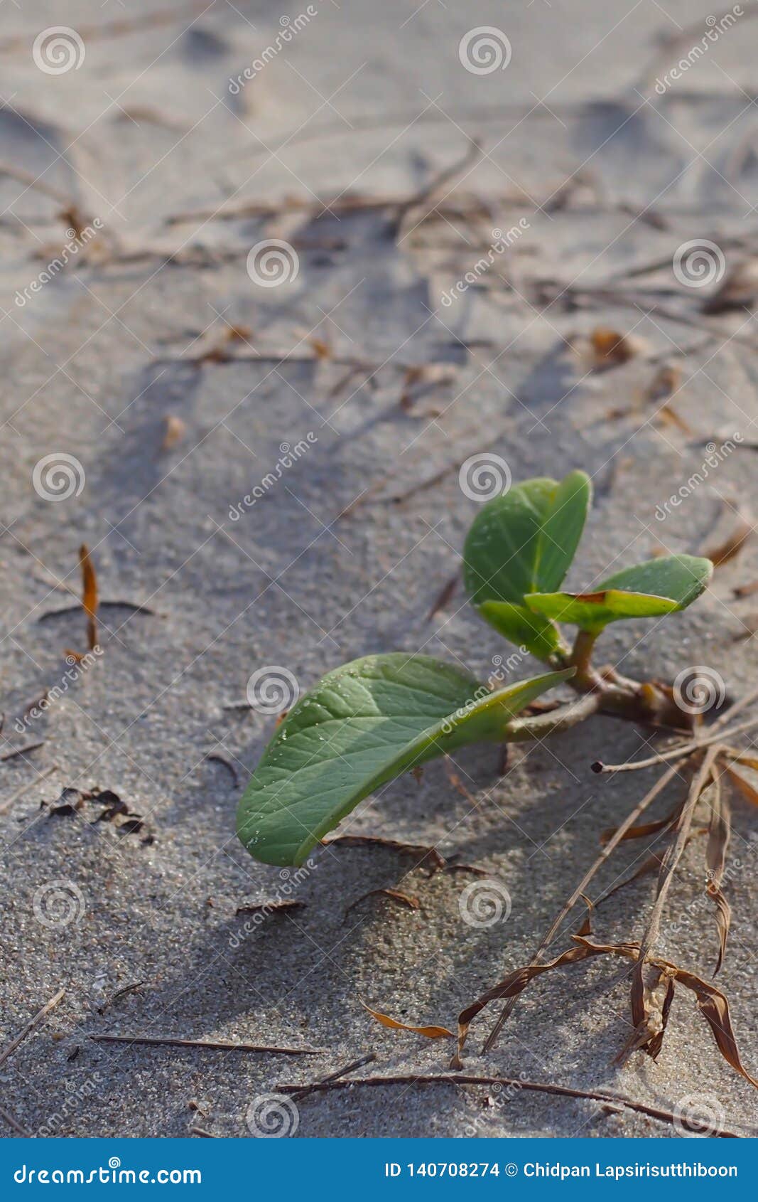 Small Trees Growing in the Sand of the Beach Stock Photo Image of