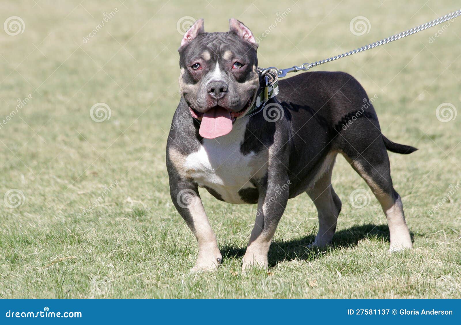 tri color pocket pitbull