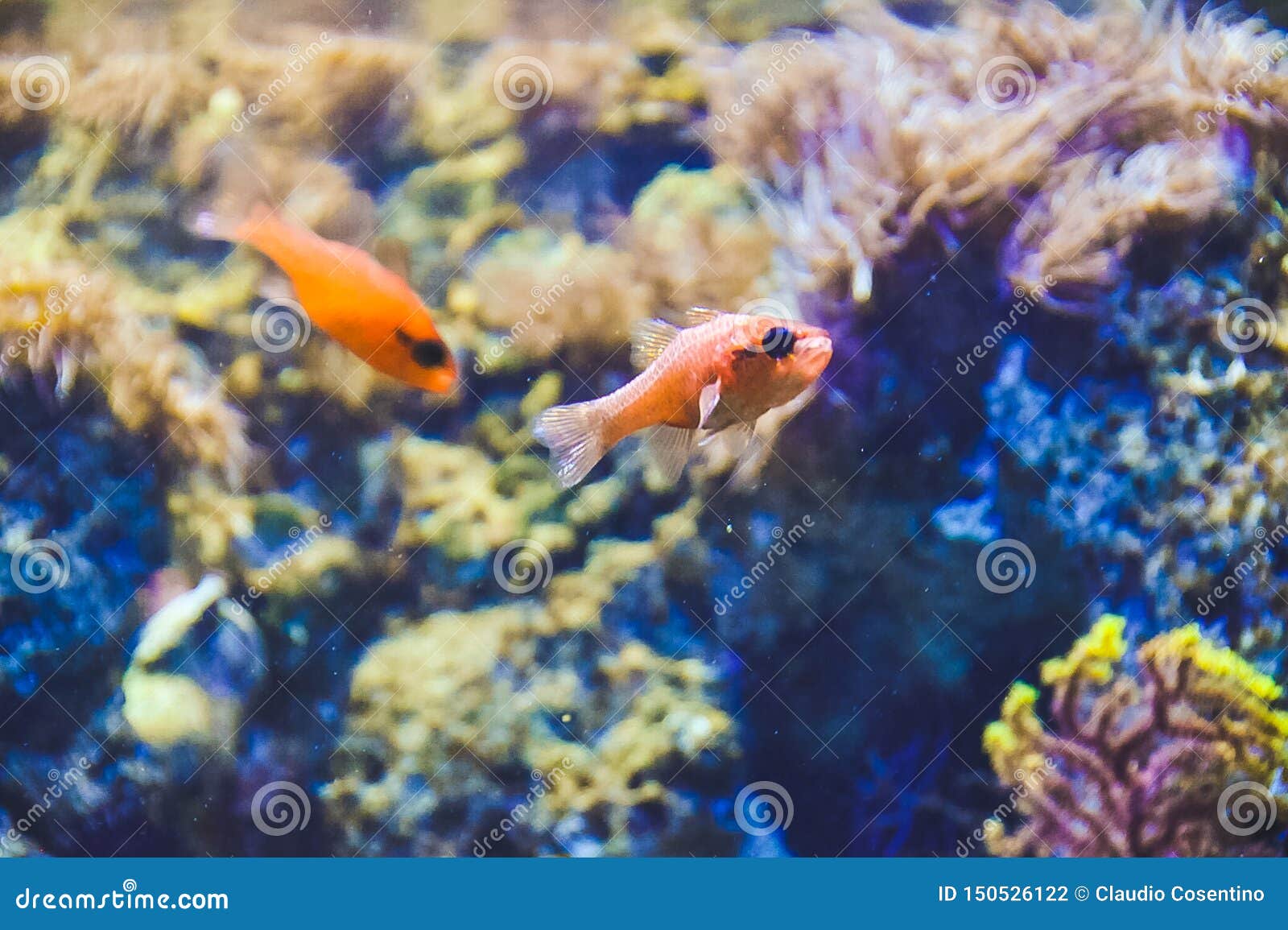 small tropical fish