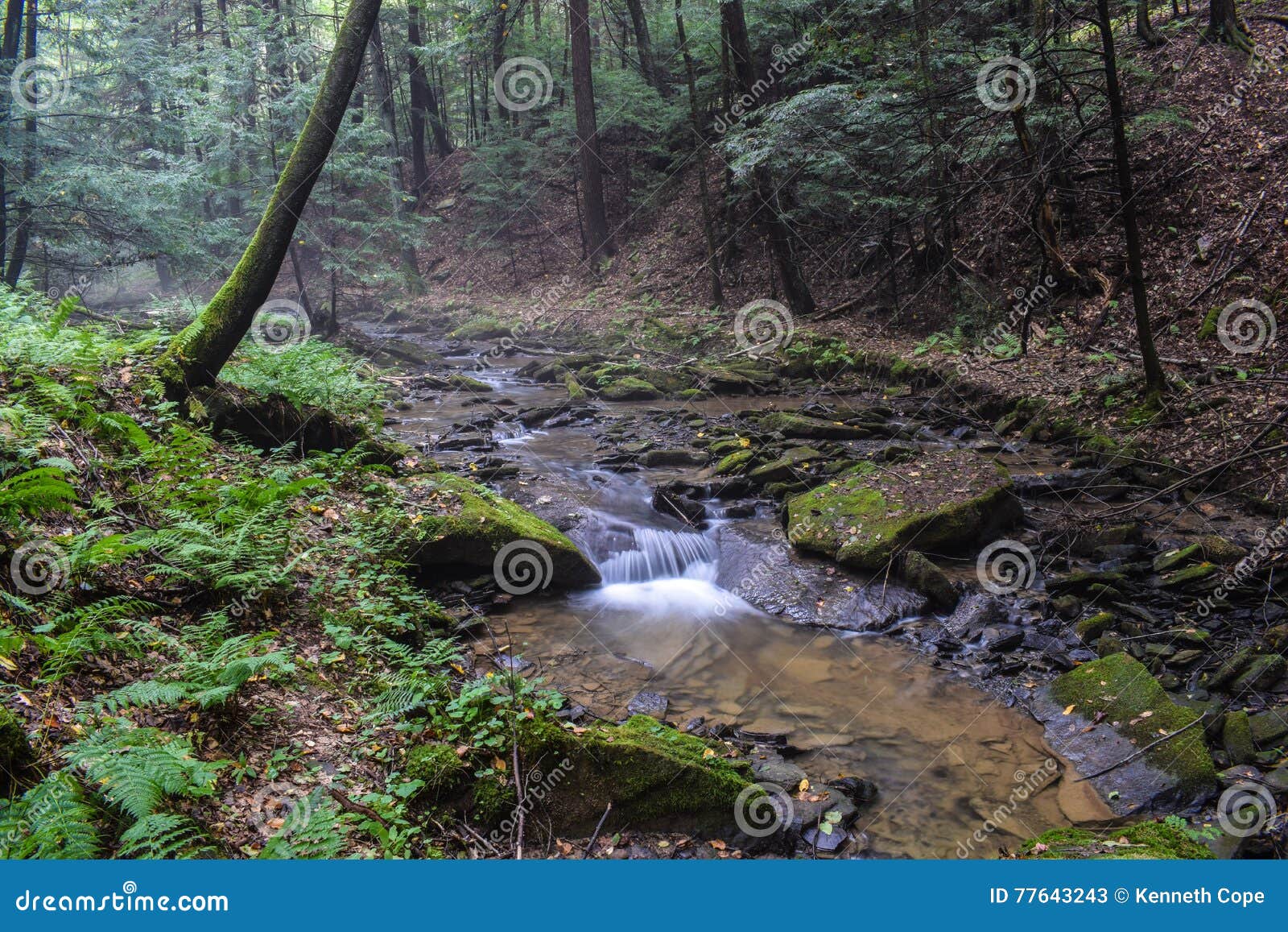 a small trout stream in the appalachian mountains.